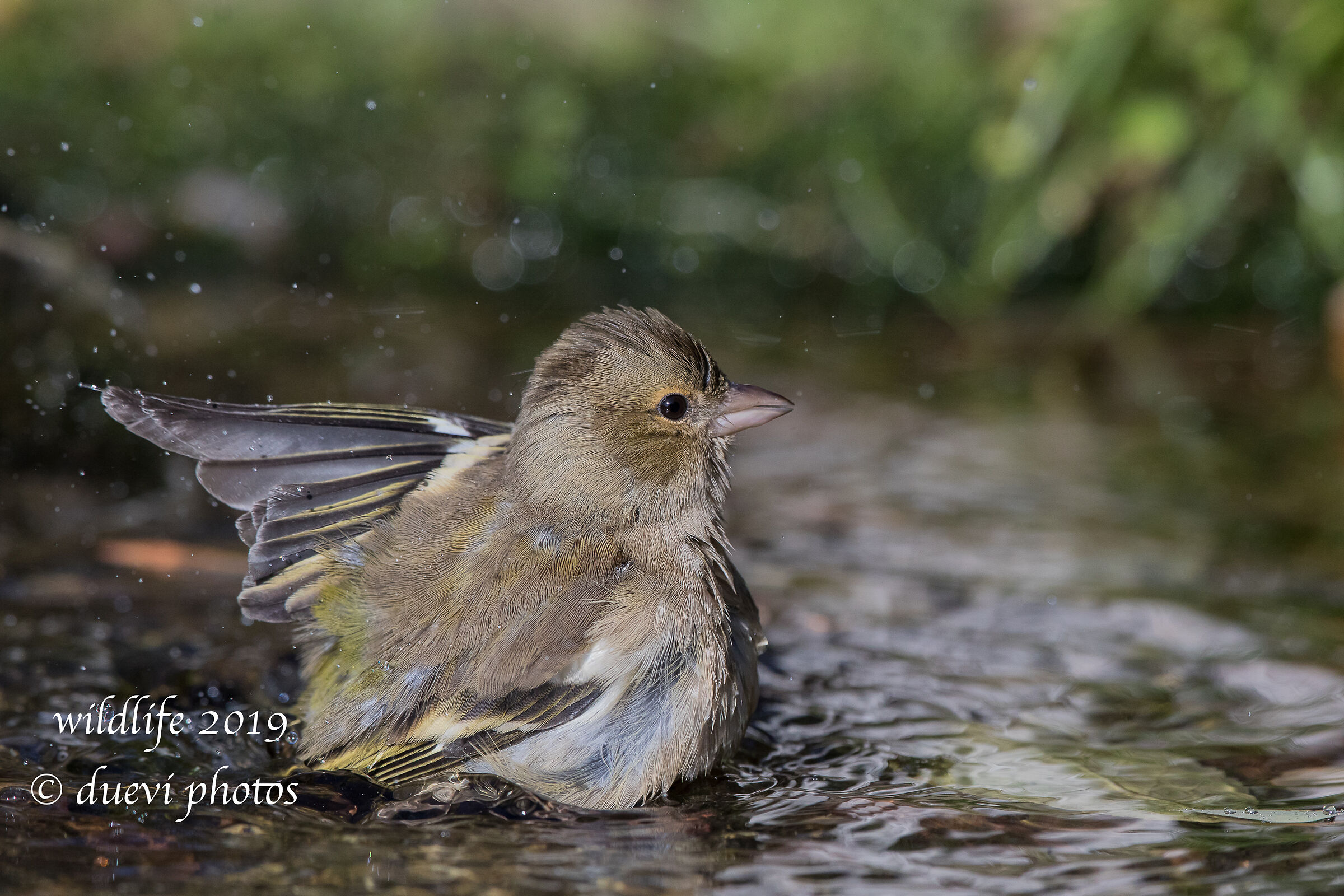 Finch - Fringilla Coelebs (f)