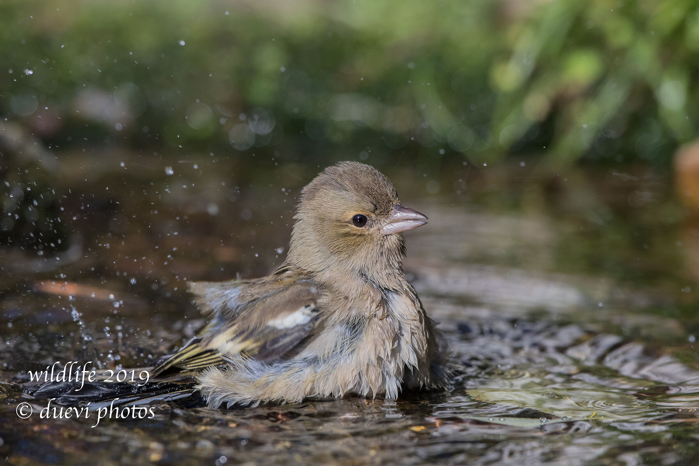 Finch - Fringilla Coelebs (f)