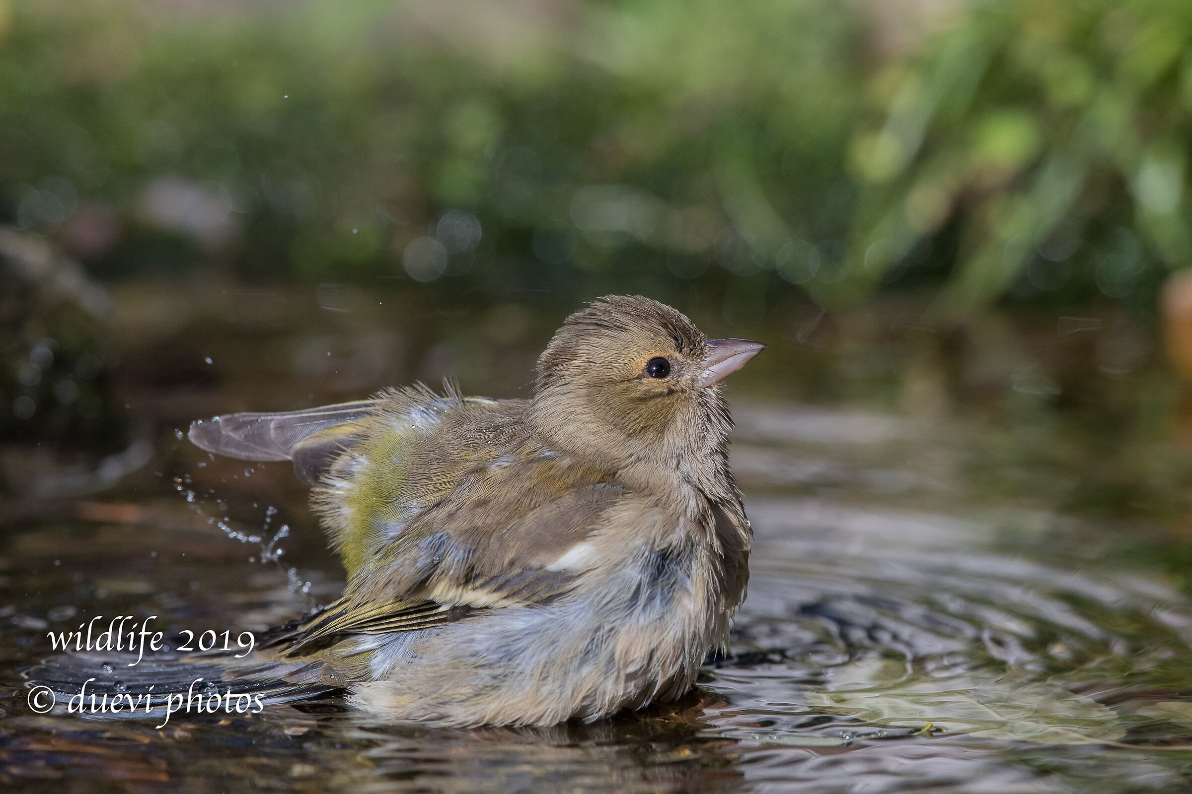 Finch - Fringilla Coelebs (f)