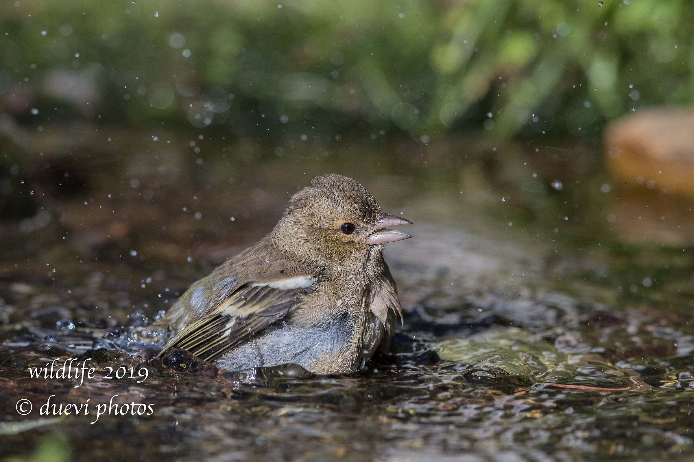 Finch - Fringilla Coelebs (f)