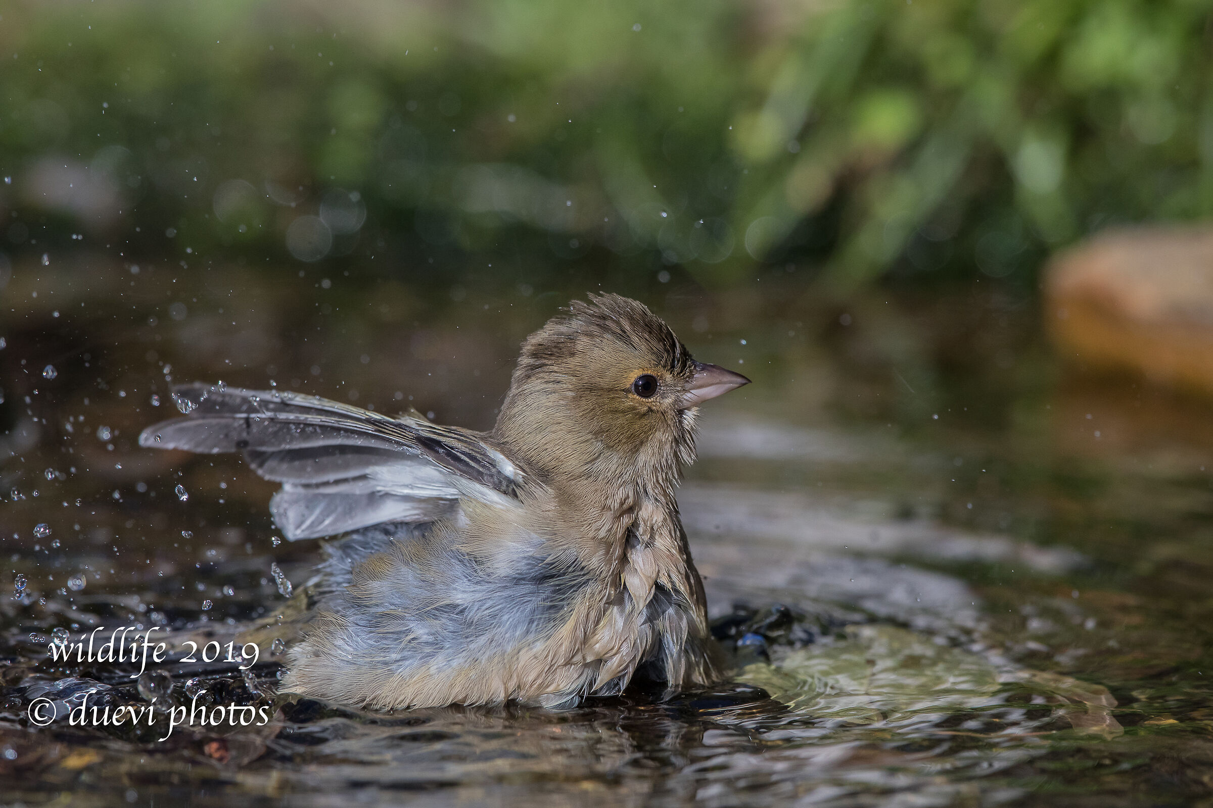 Finch - Fringilla Coelebs (f)