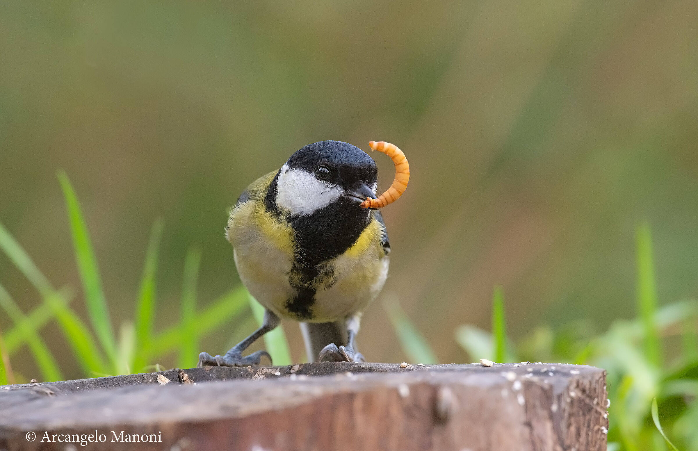 Today meat menu for the