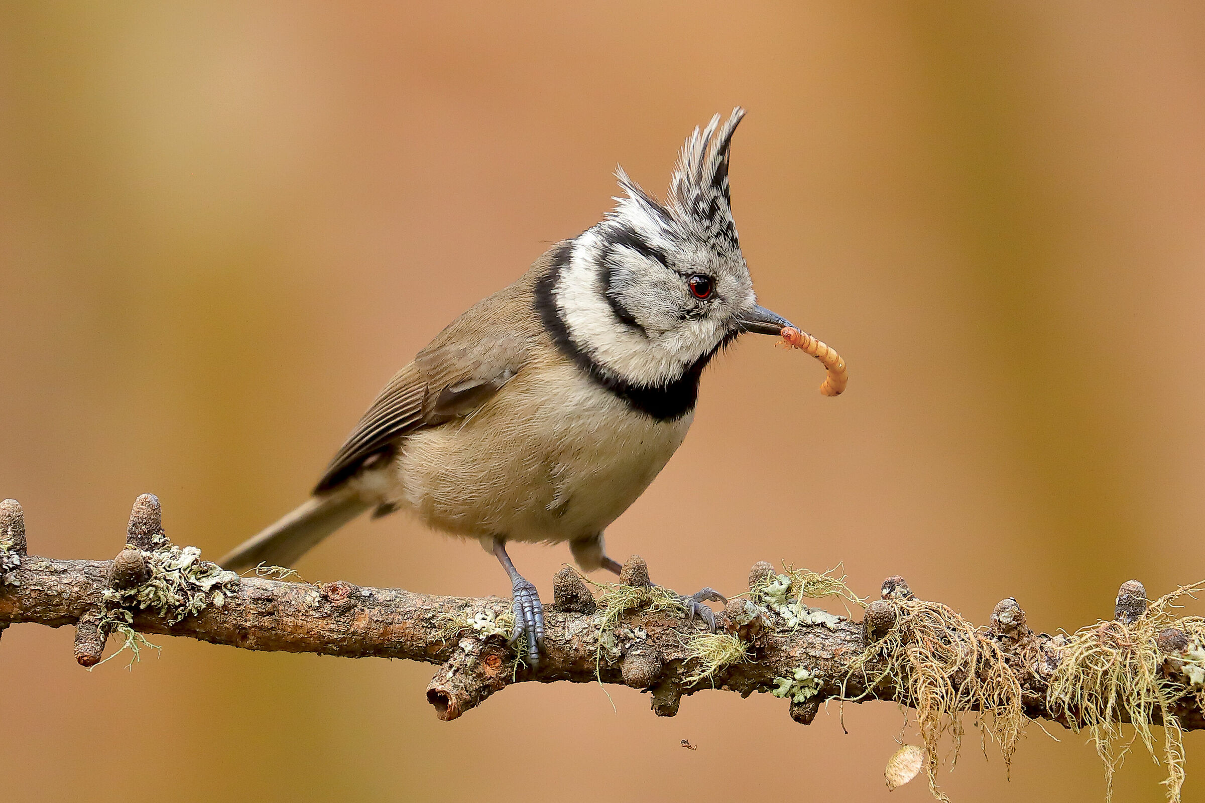 Cincia  ciuffo con pasto