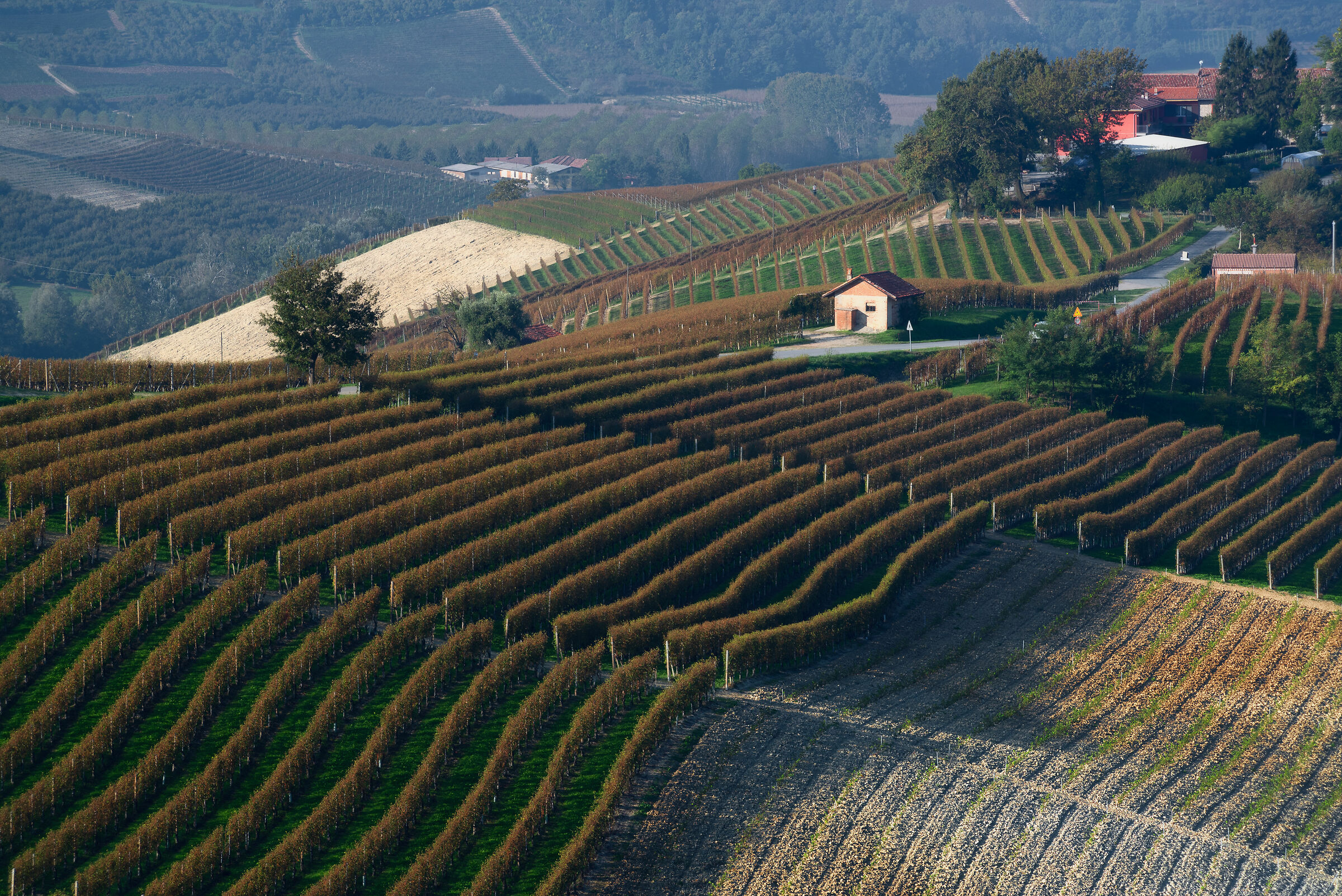 Following the vineyards