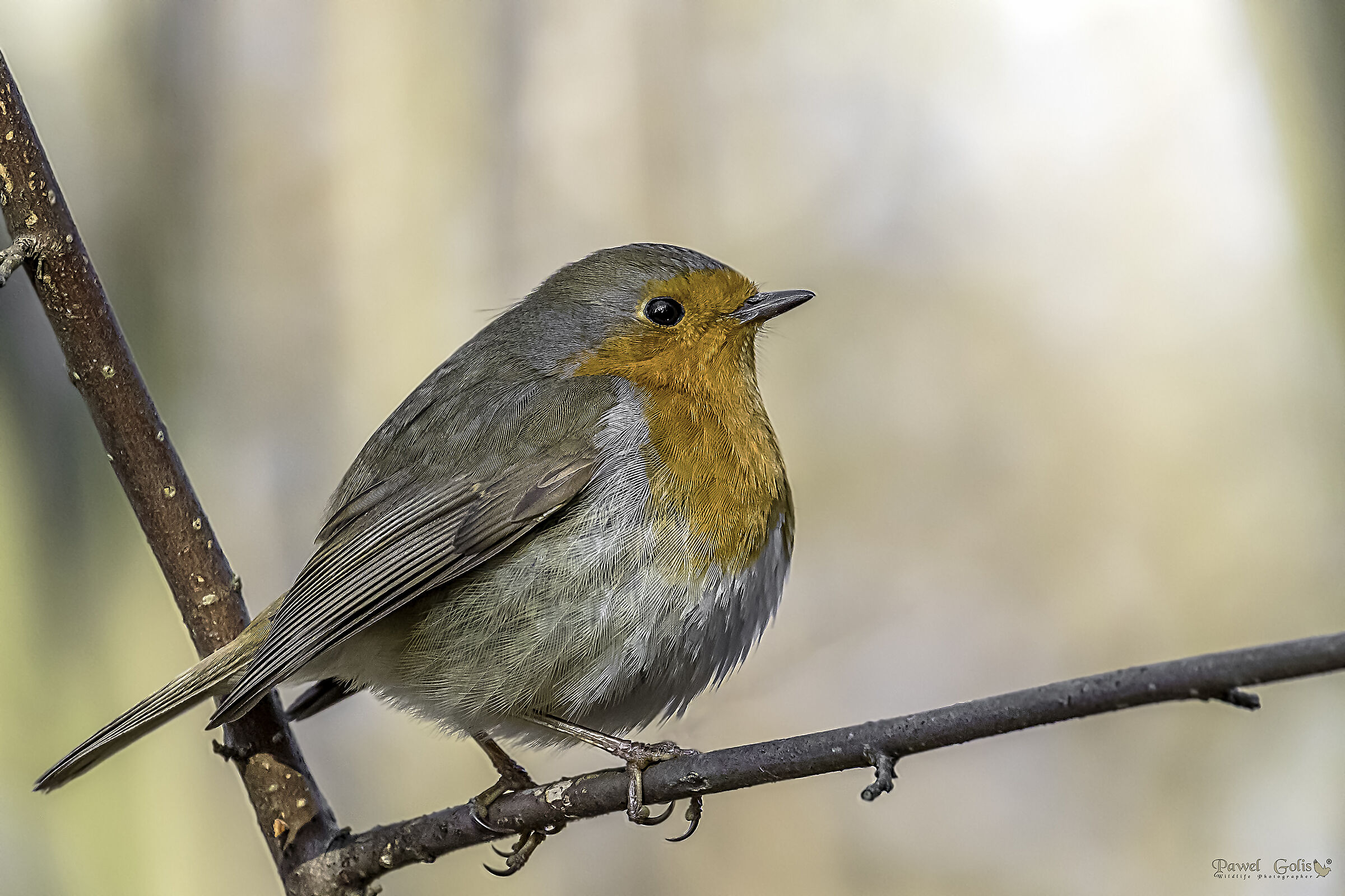 Pettirosso europeo (Erithacus rubecula)
