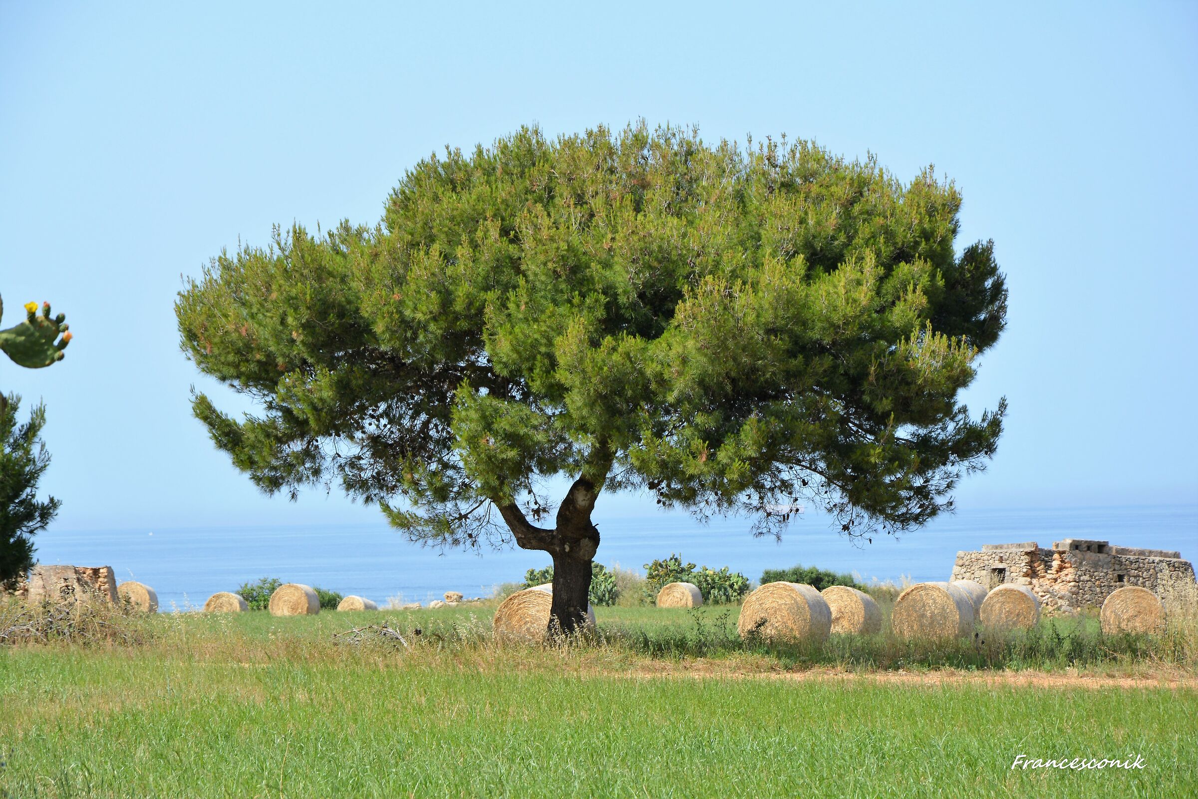 In the shadow of the giant