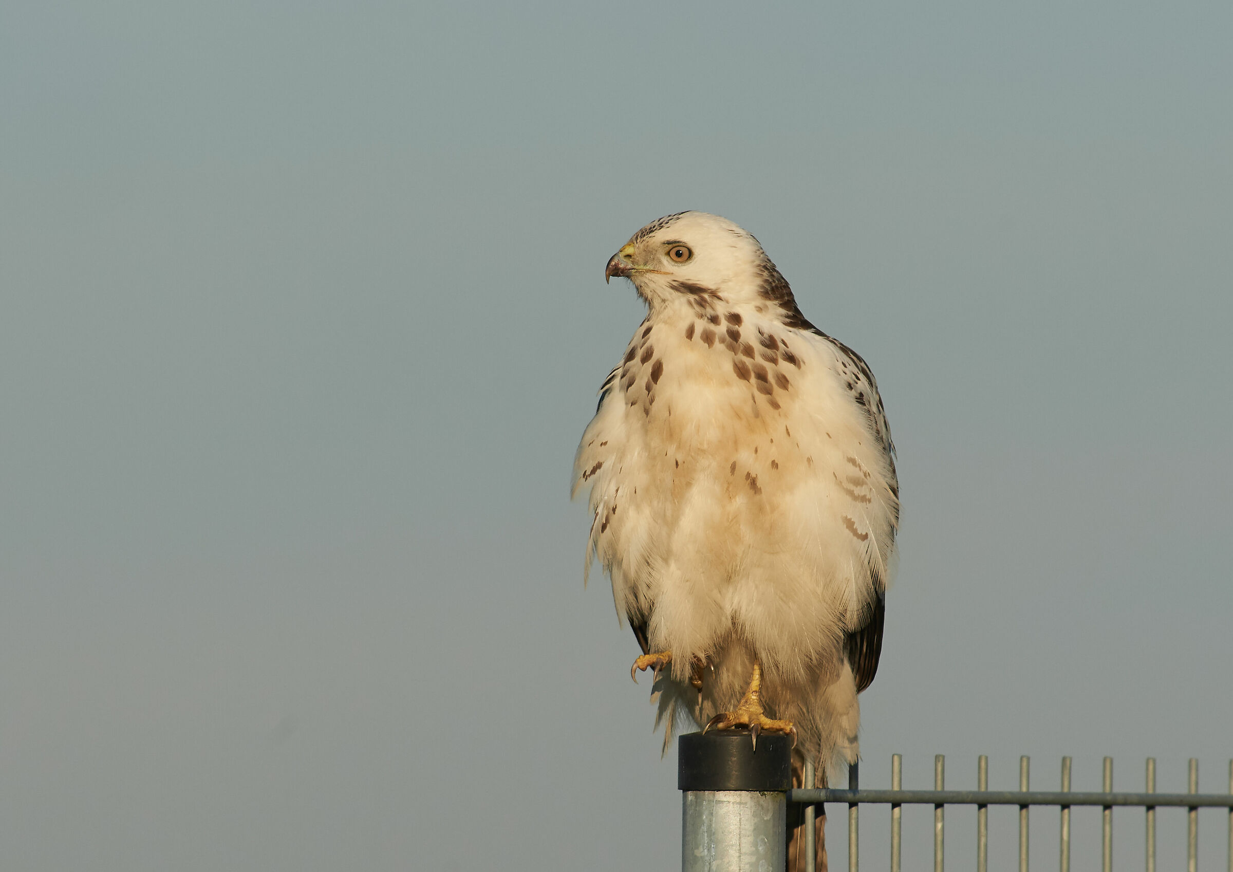 European Common Buzzard early morning light