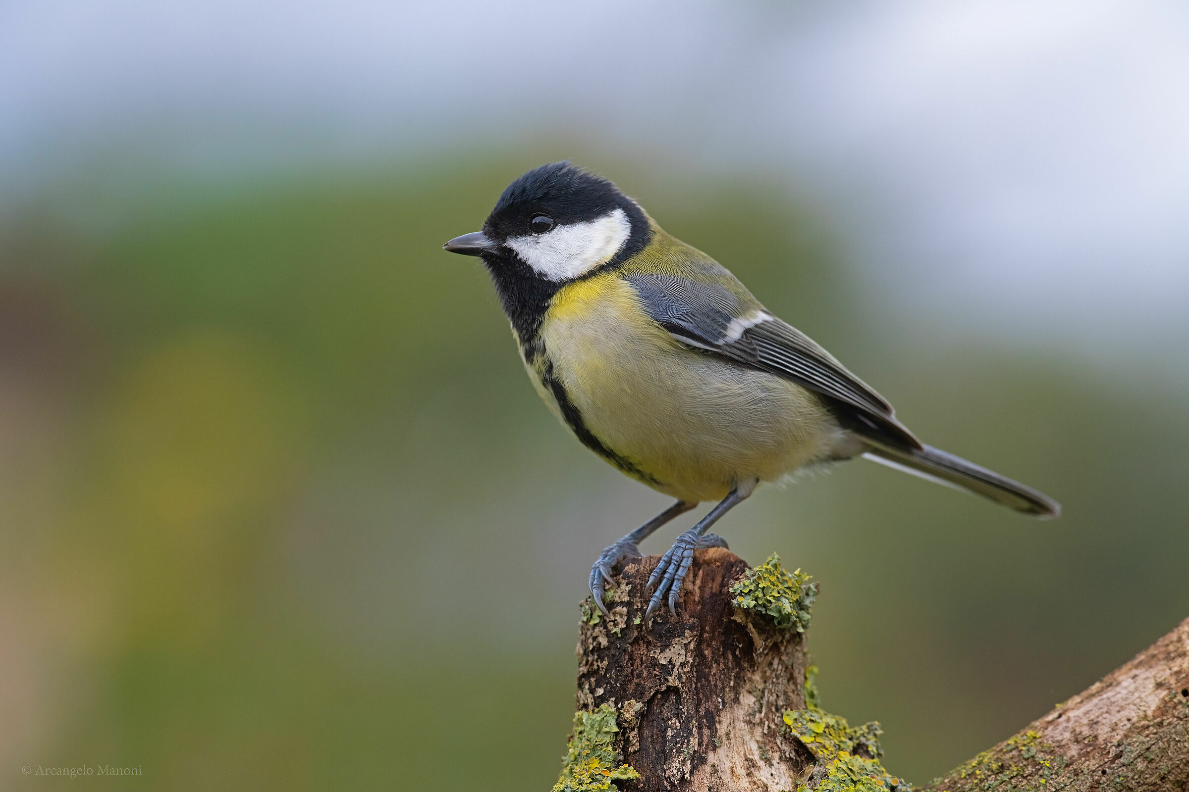 Parus major