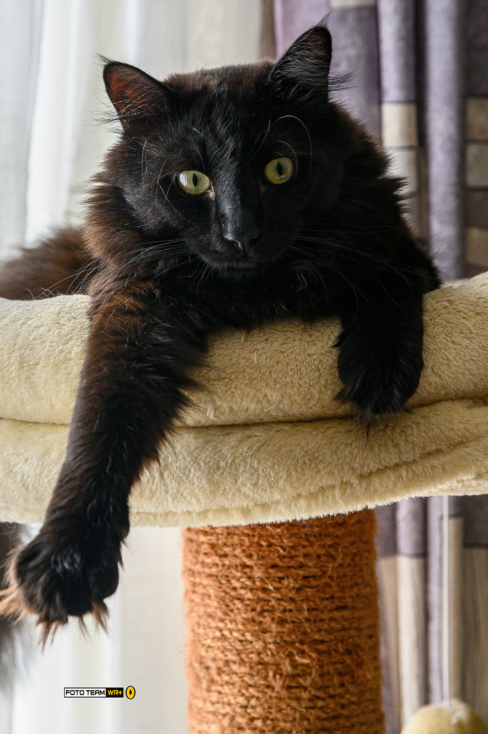 il conte Fritzl e la conquista della "torre"