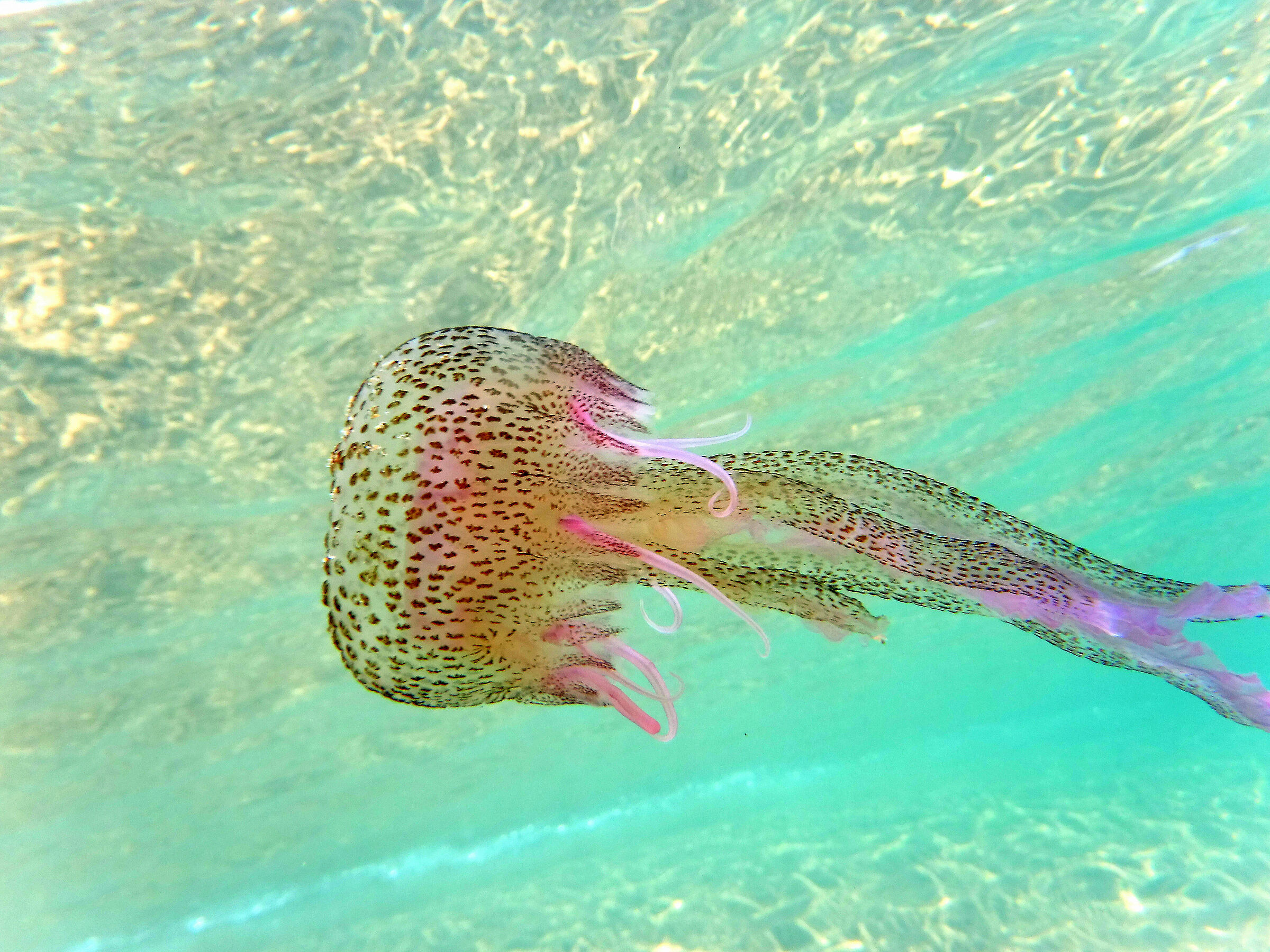 Sicilian jellyfish