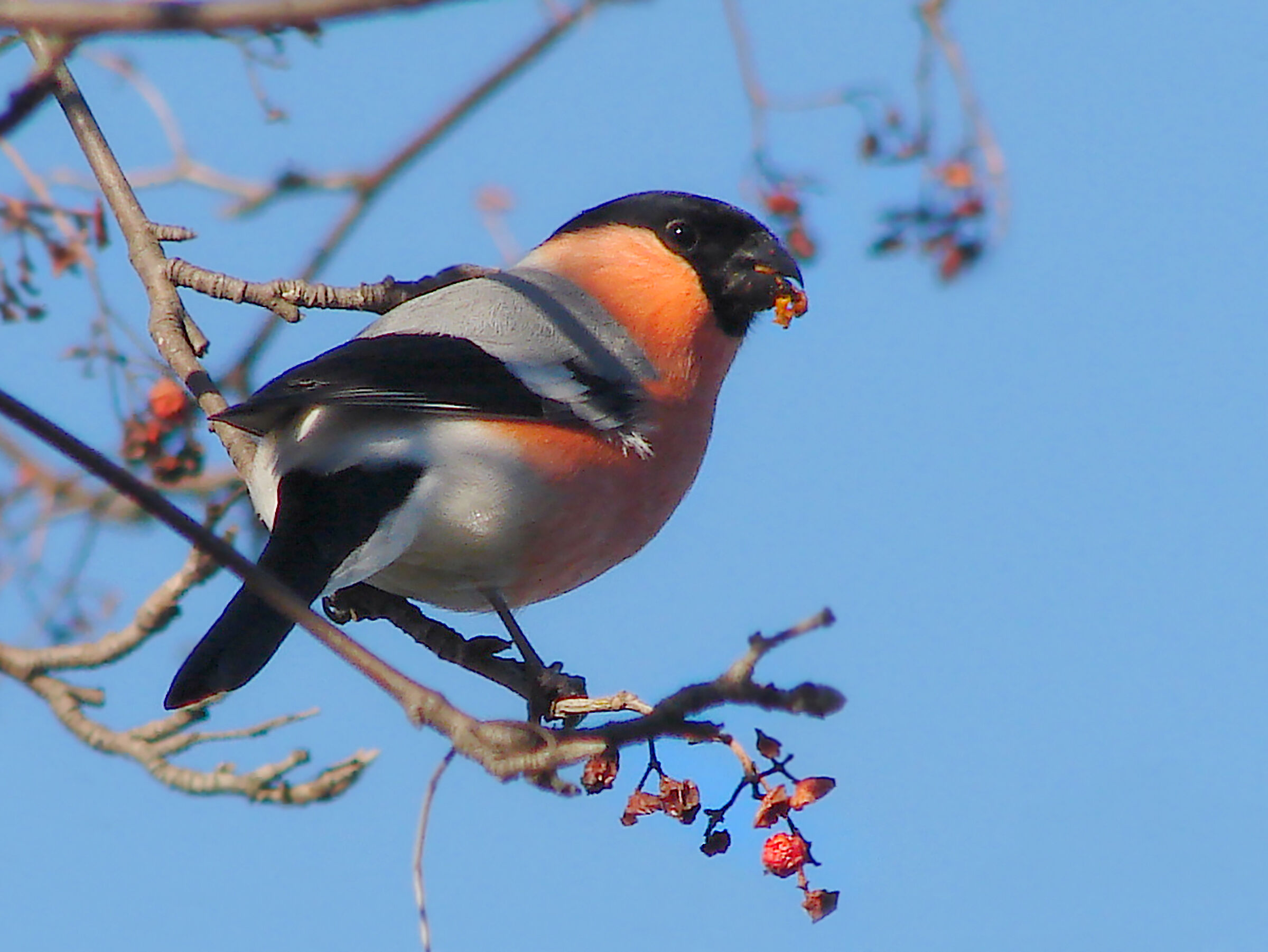 Bullfinch 1