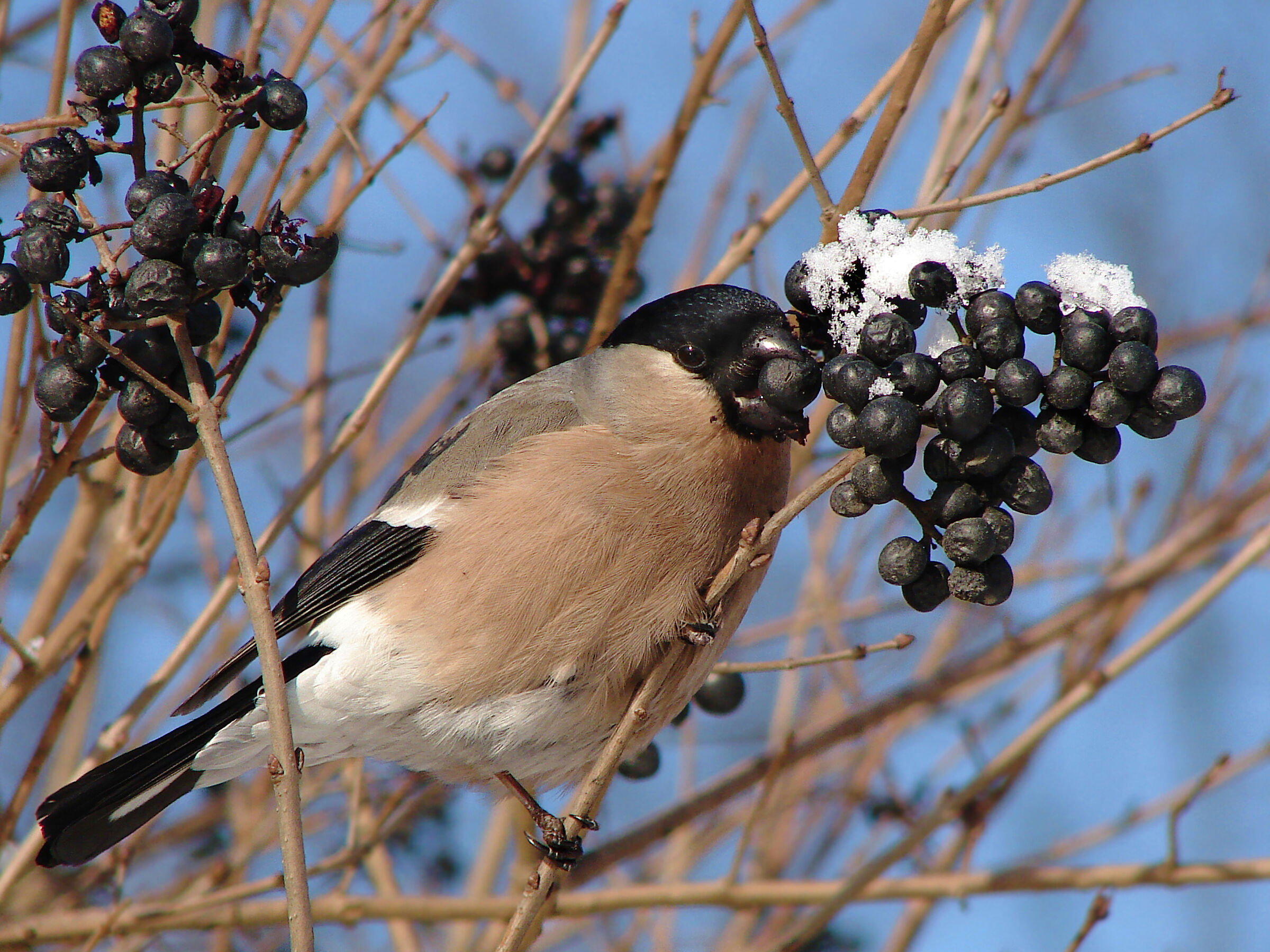Bullfinch 2