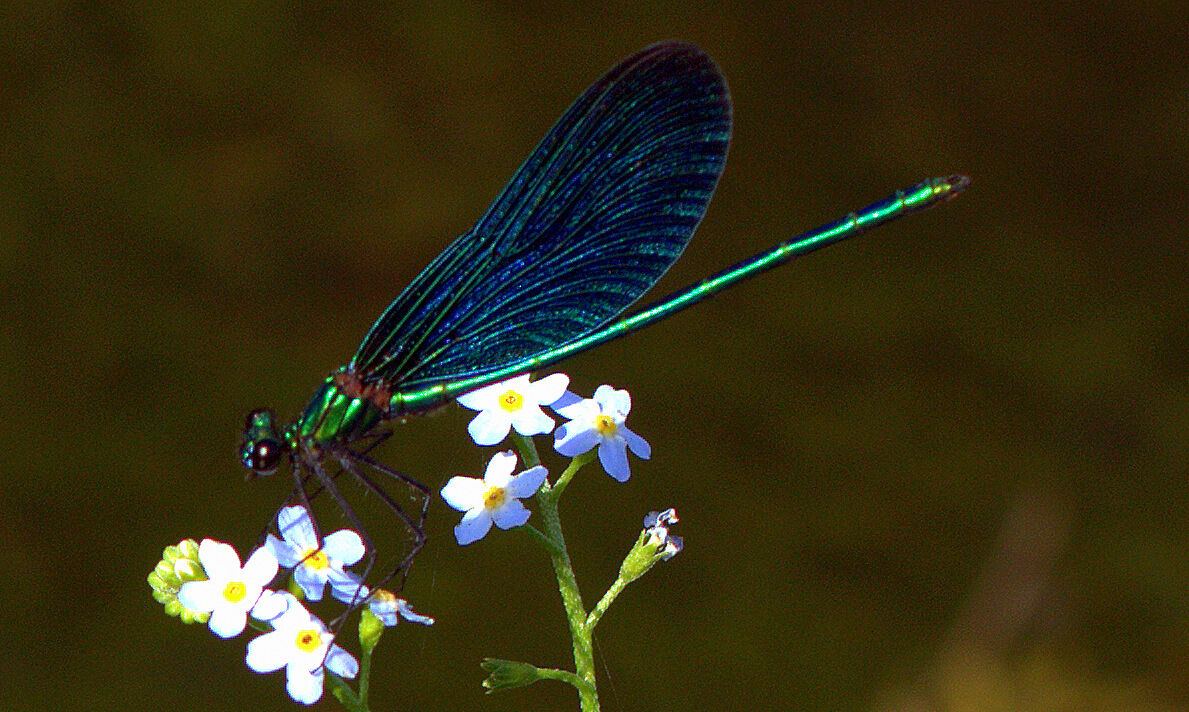libellula non ti scordar di me