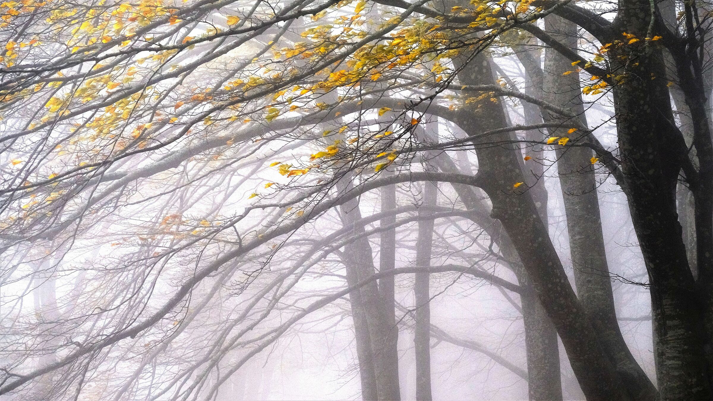 tenui colori d'autunno