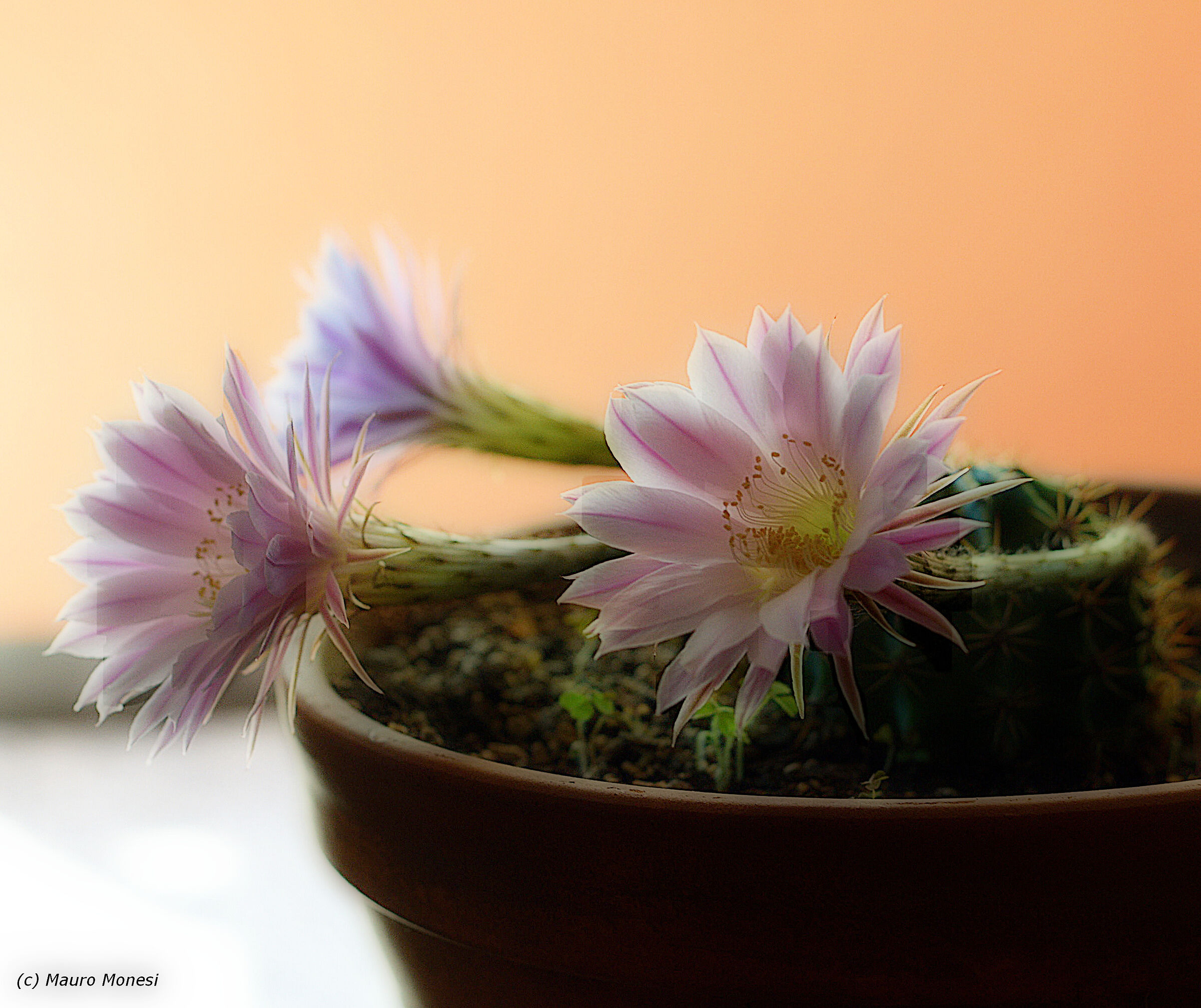 Echinopsis