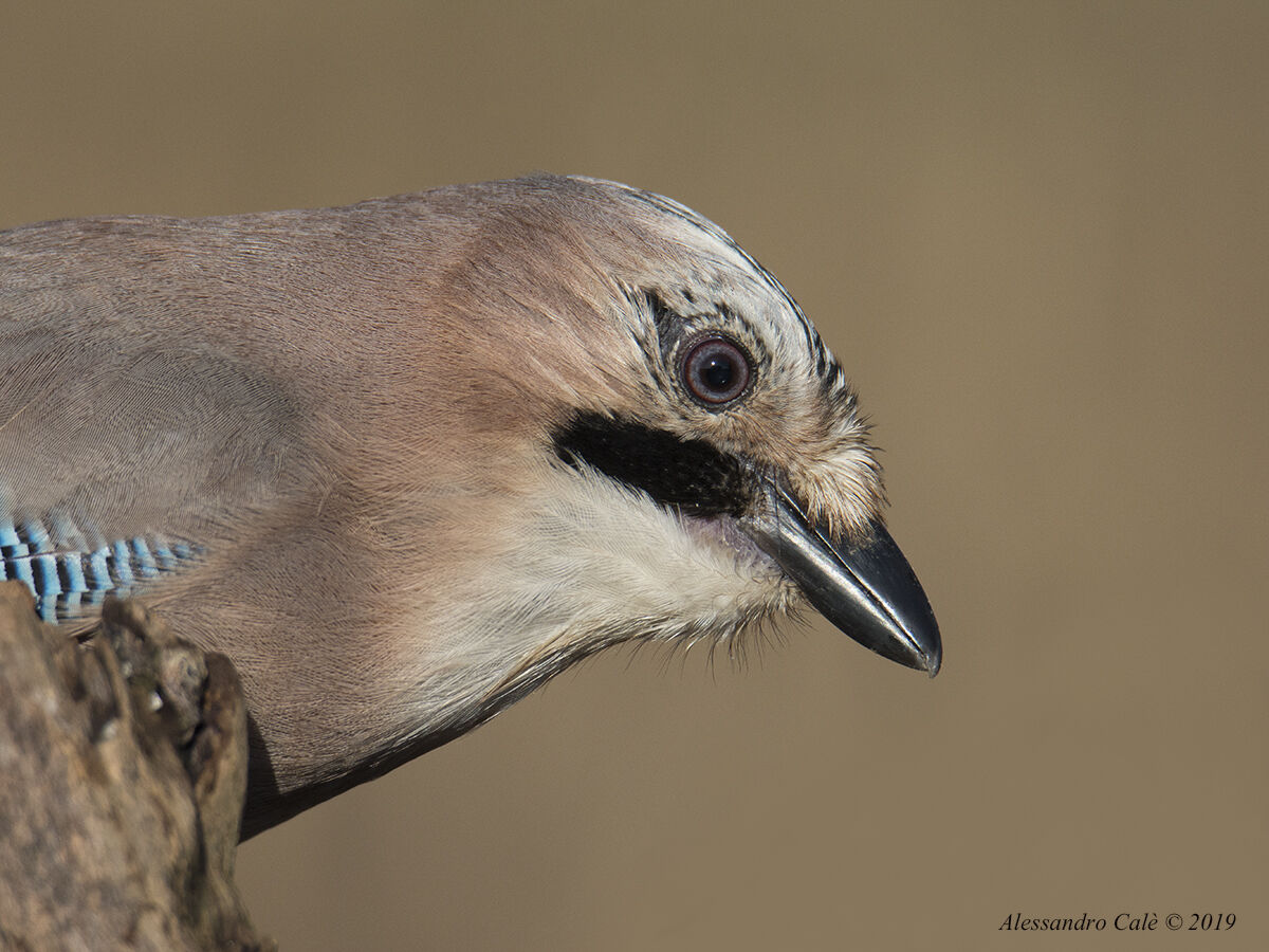 Garrulus glandarius (Ghiandaia) 3826