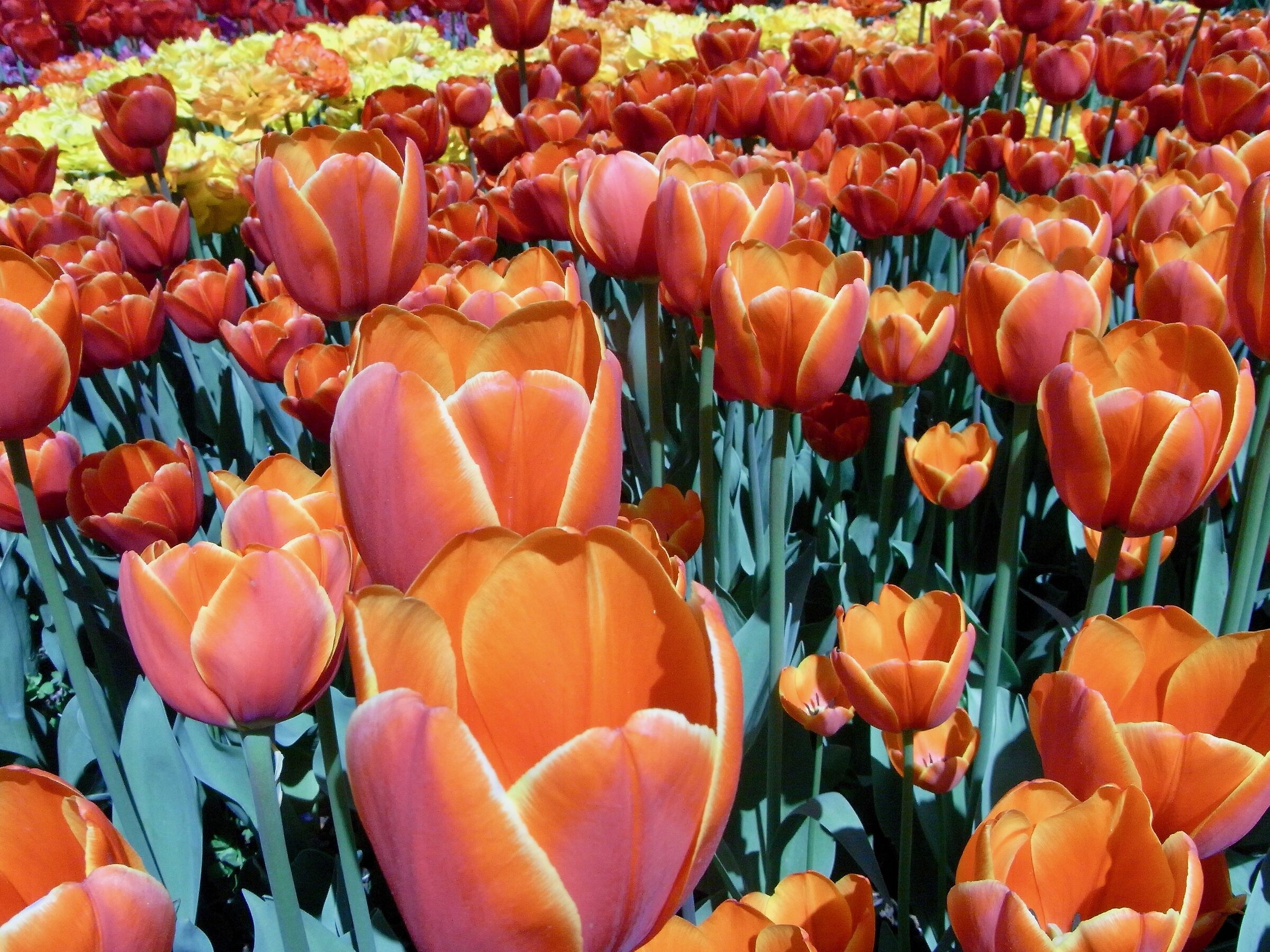 Tulips