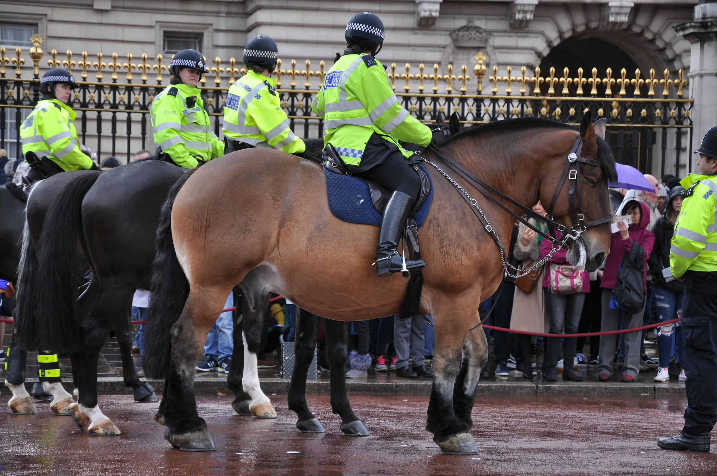 police on horseback