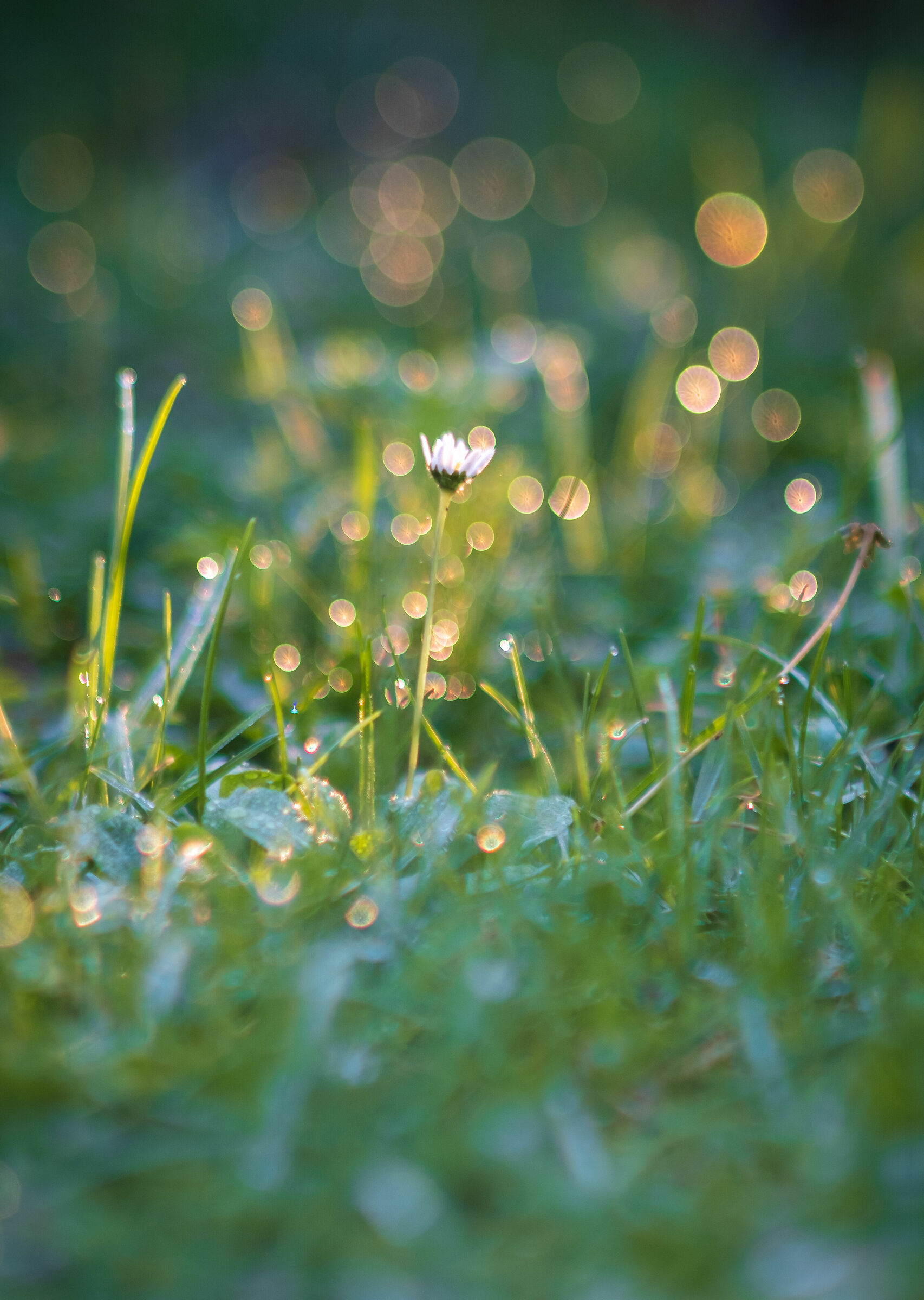 Last one in my garden