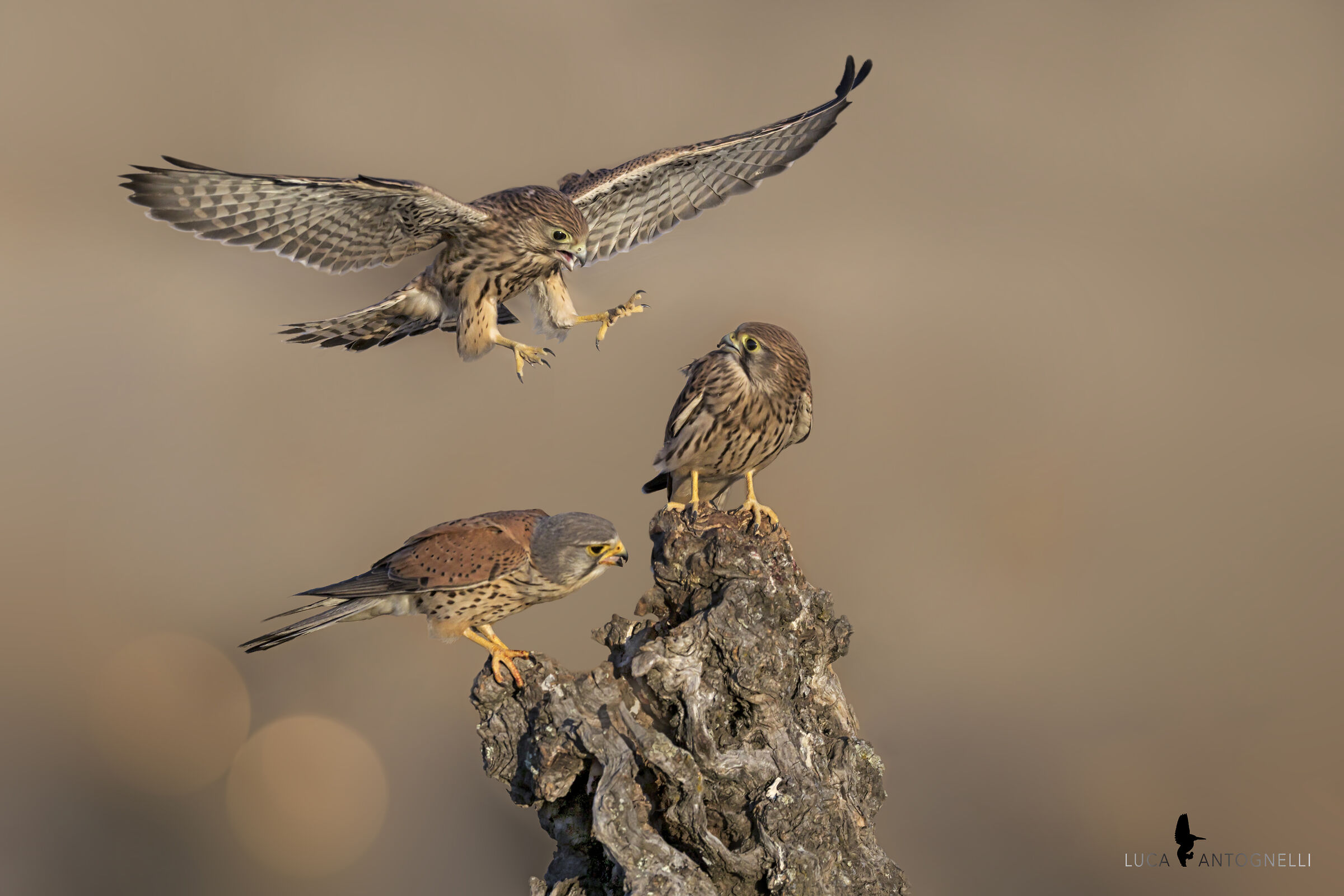 la famiglia di gheppi.