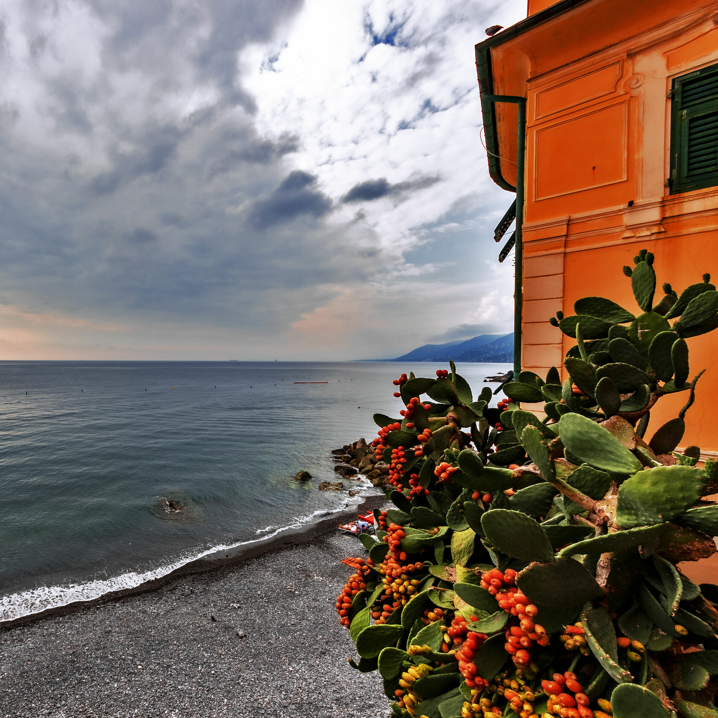 Opuntia ficus-indica