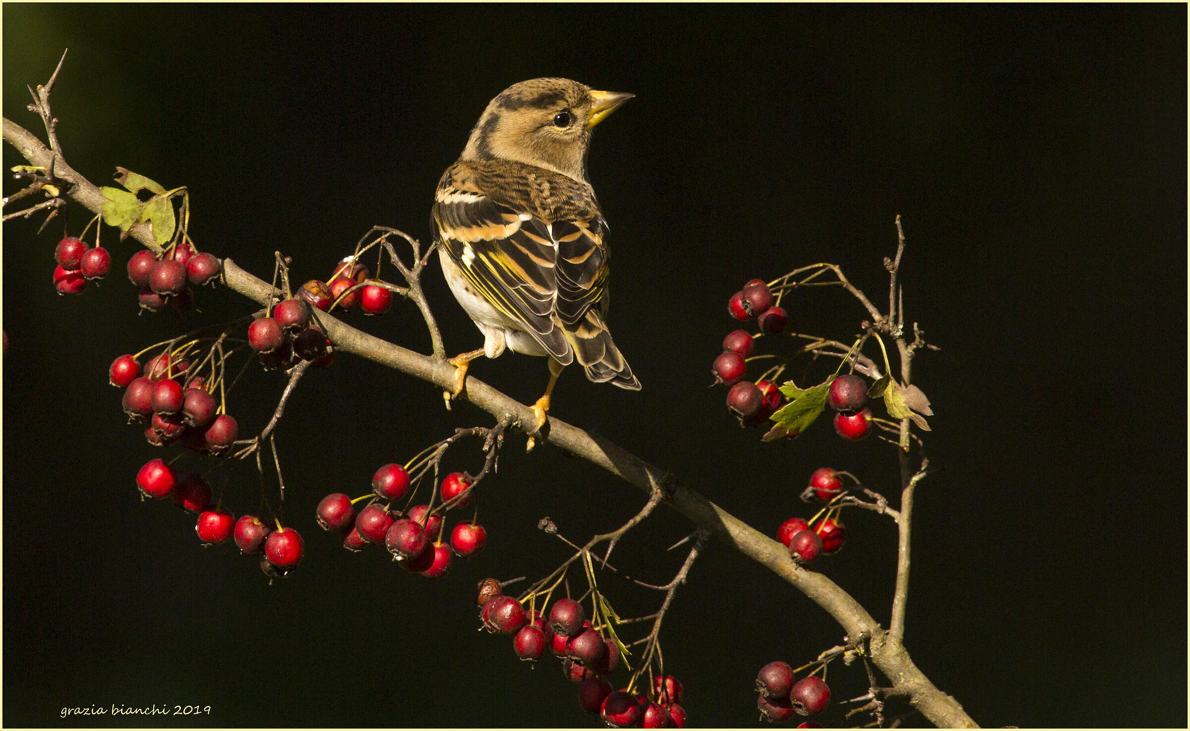 Peppola - Piana Park