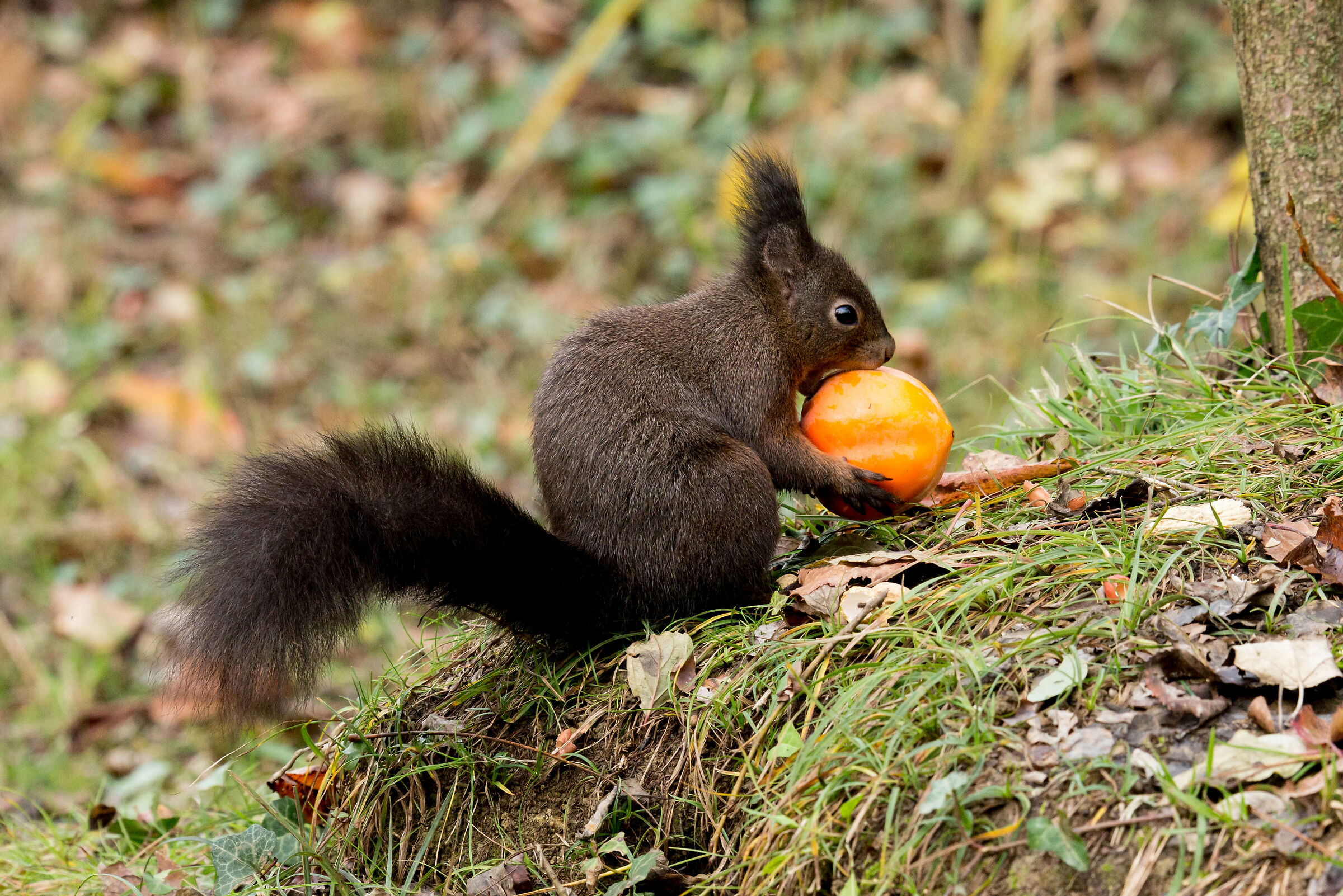 red squirrel that "steals" a caco