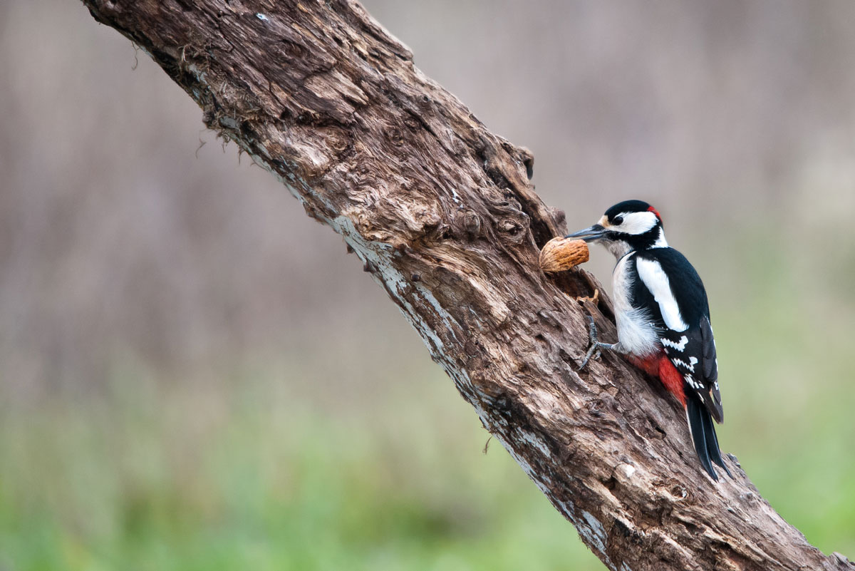 Picchio Rosso Maggiore 2#