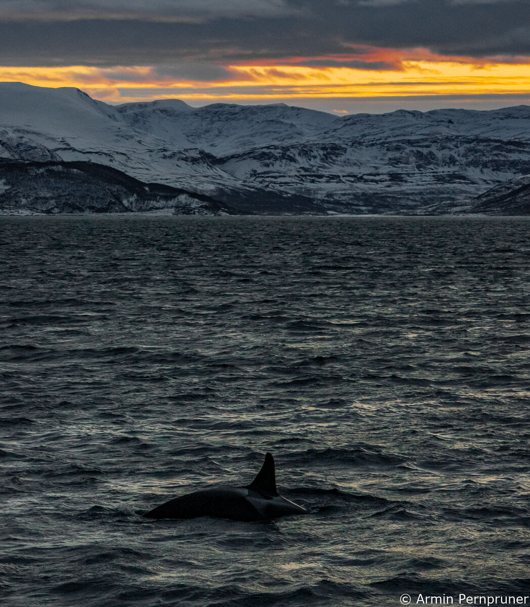 skjerviy fjords with orca