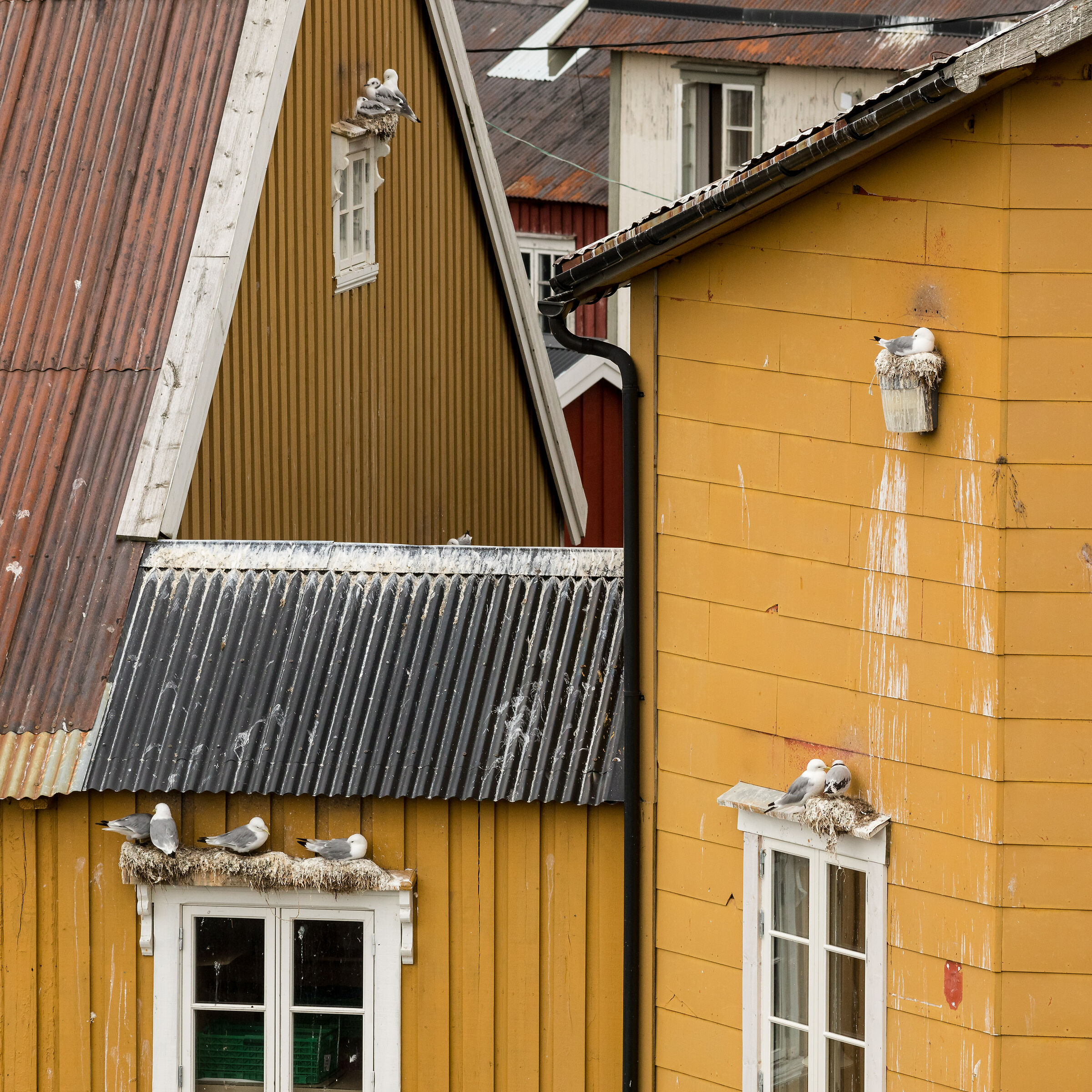 Roofs and kittiwakes in Nusfjord