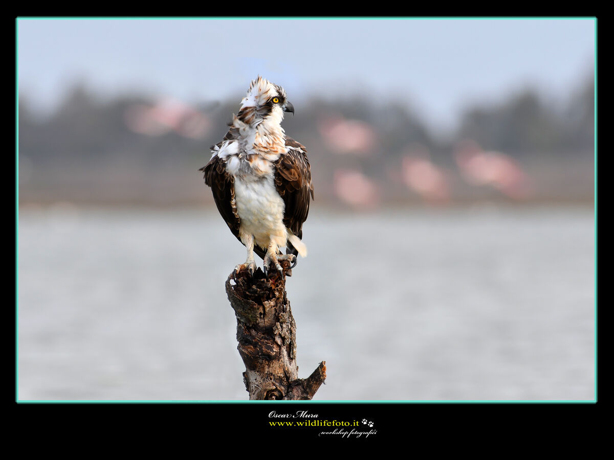 Falco pescatore Osprey