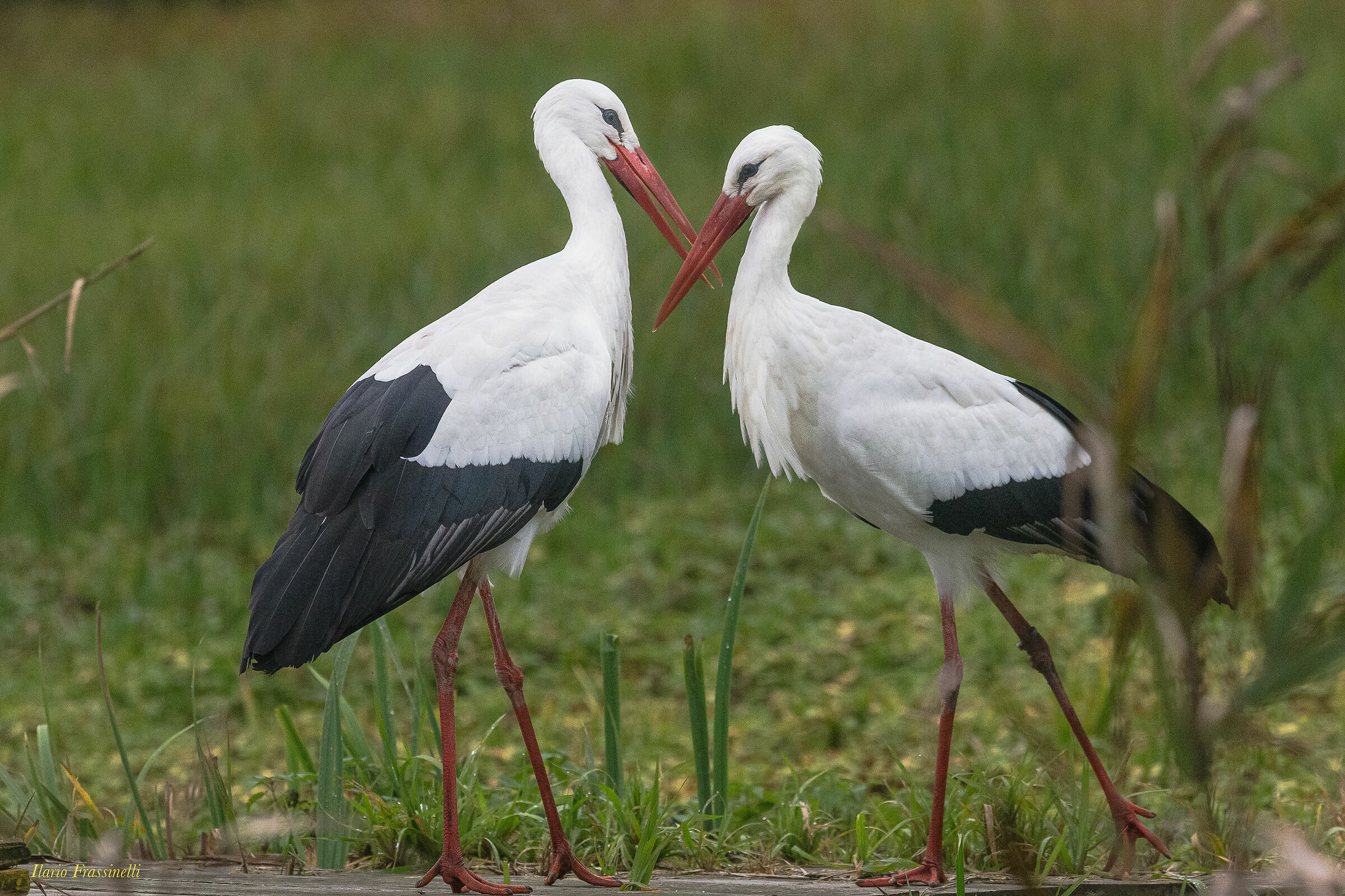 Storks