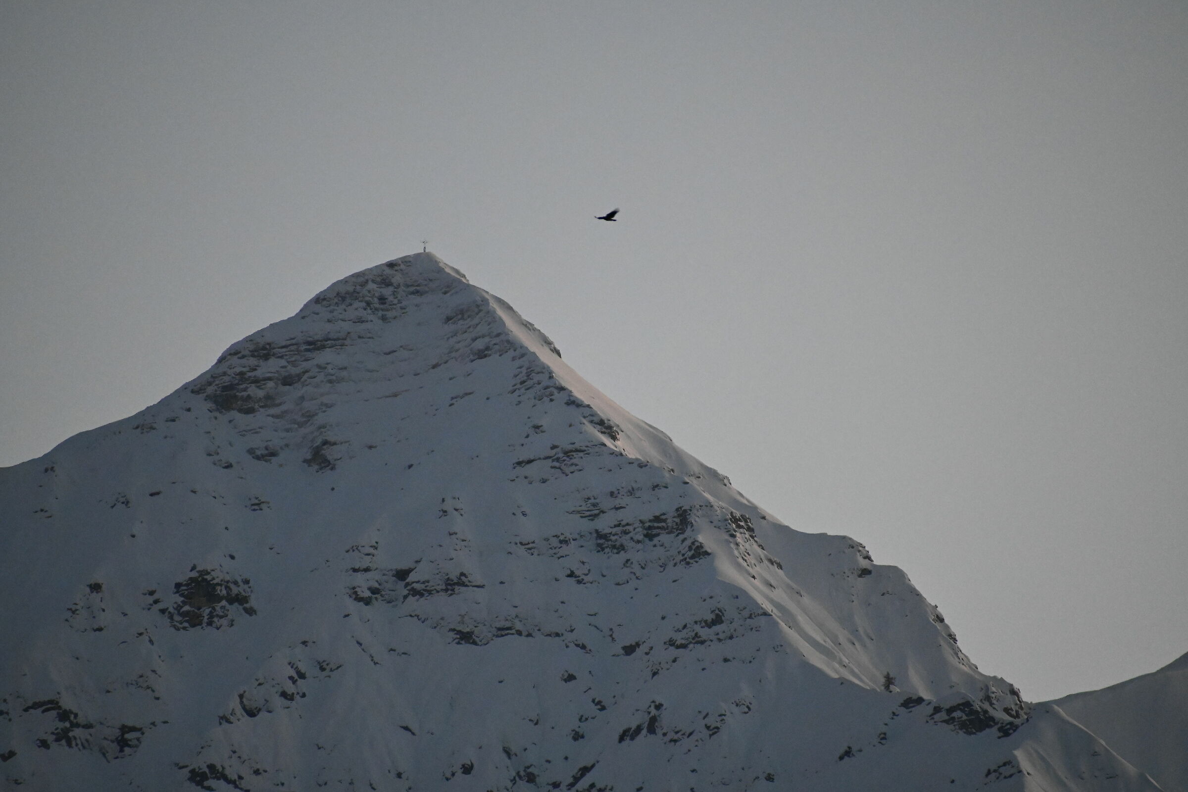 Where dare they ... Crows