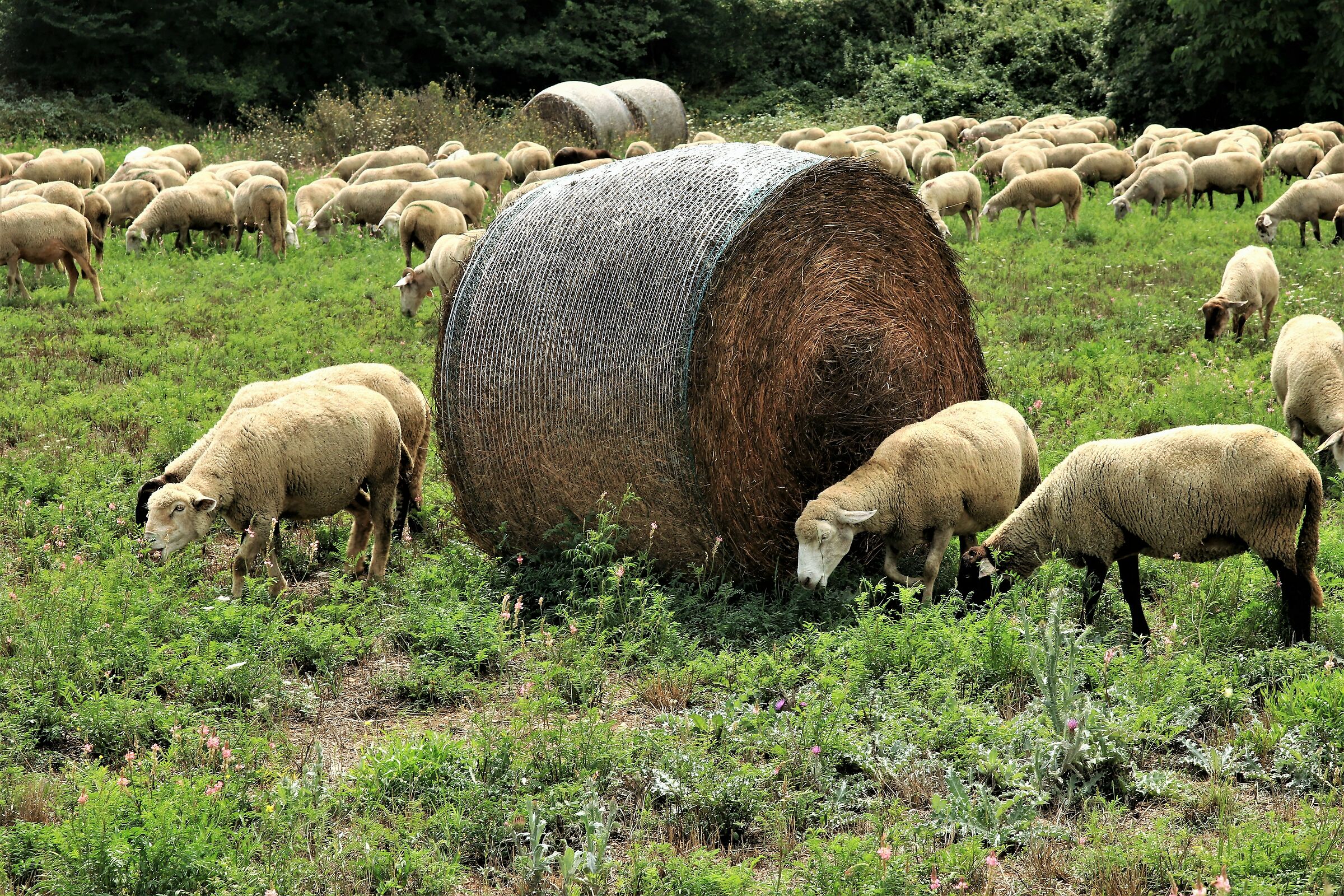 ..Per ora ..meglio quella fresca..
