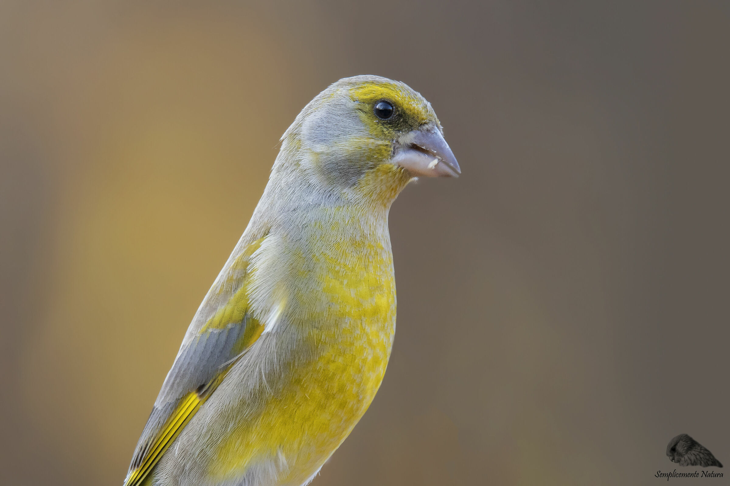Verdone (Chloris chloris)