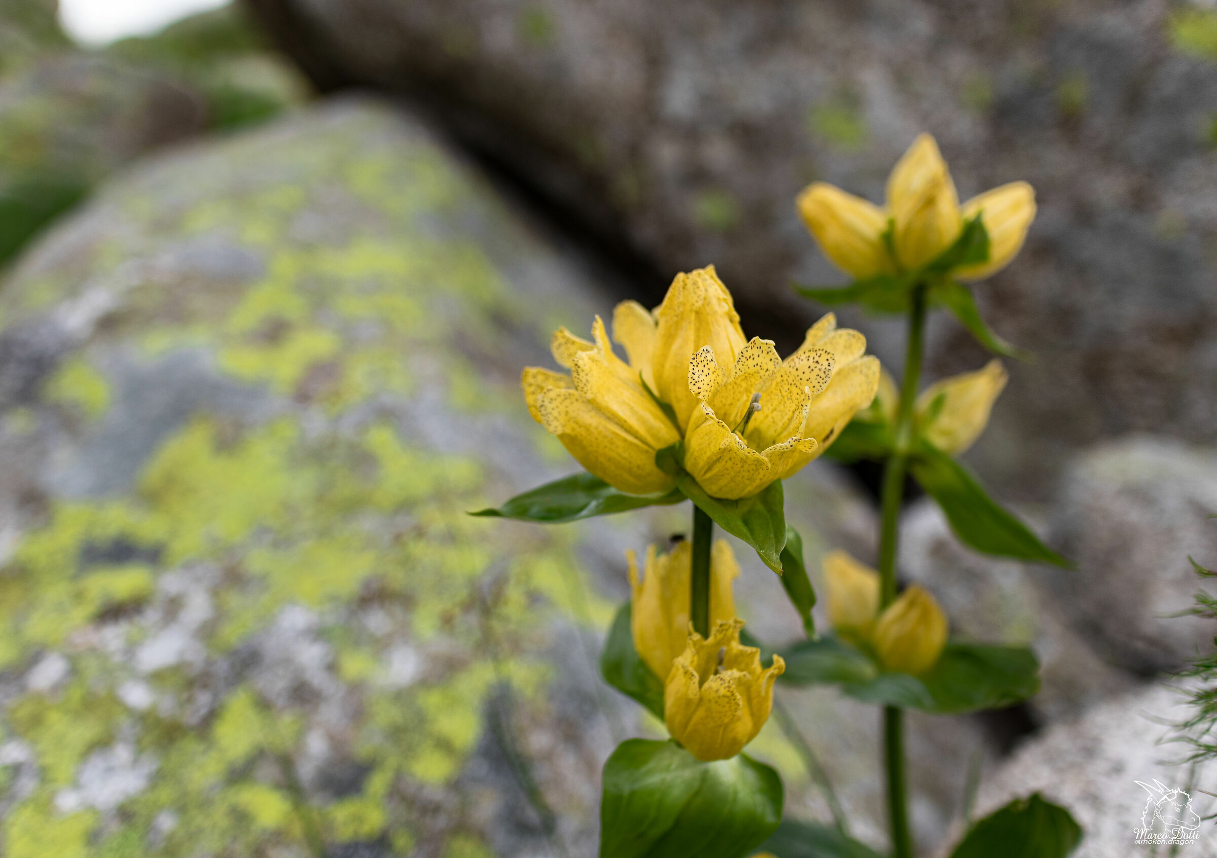 Gentian Dotted at 2400m s.l.m