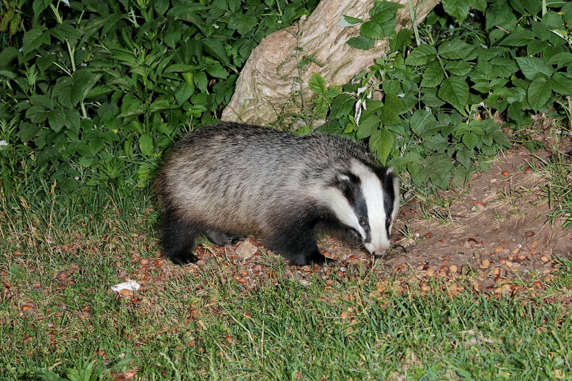 Badger (Meles meles)