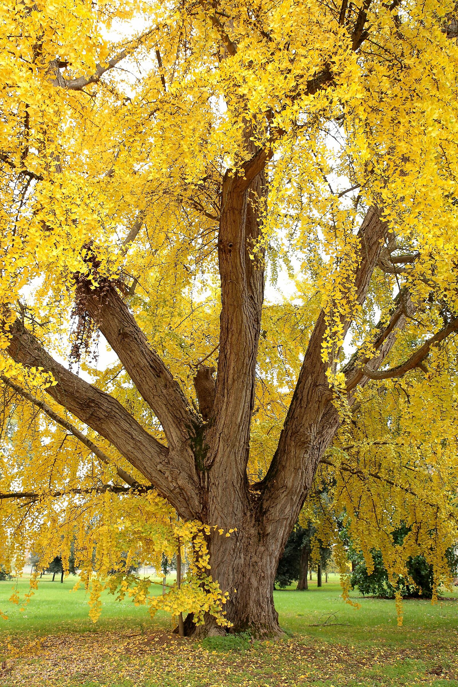 The Ginkgo: the tree with golden leaves