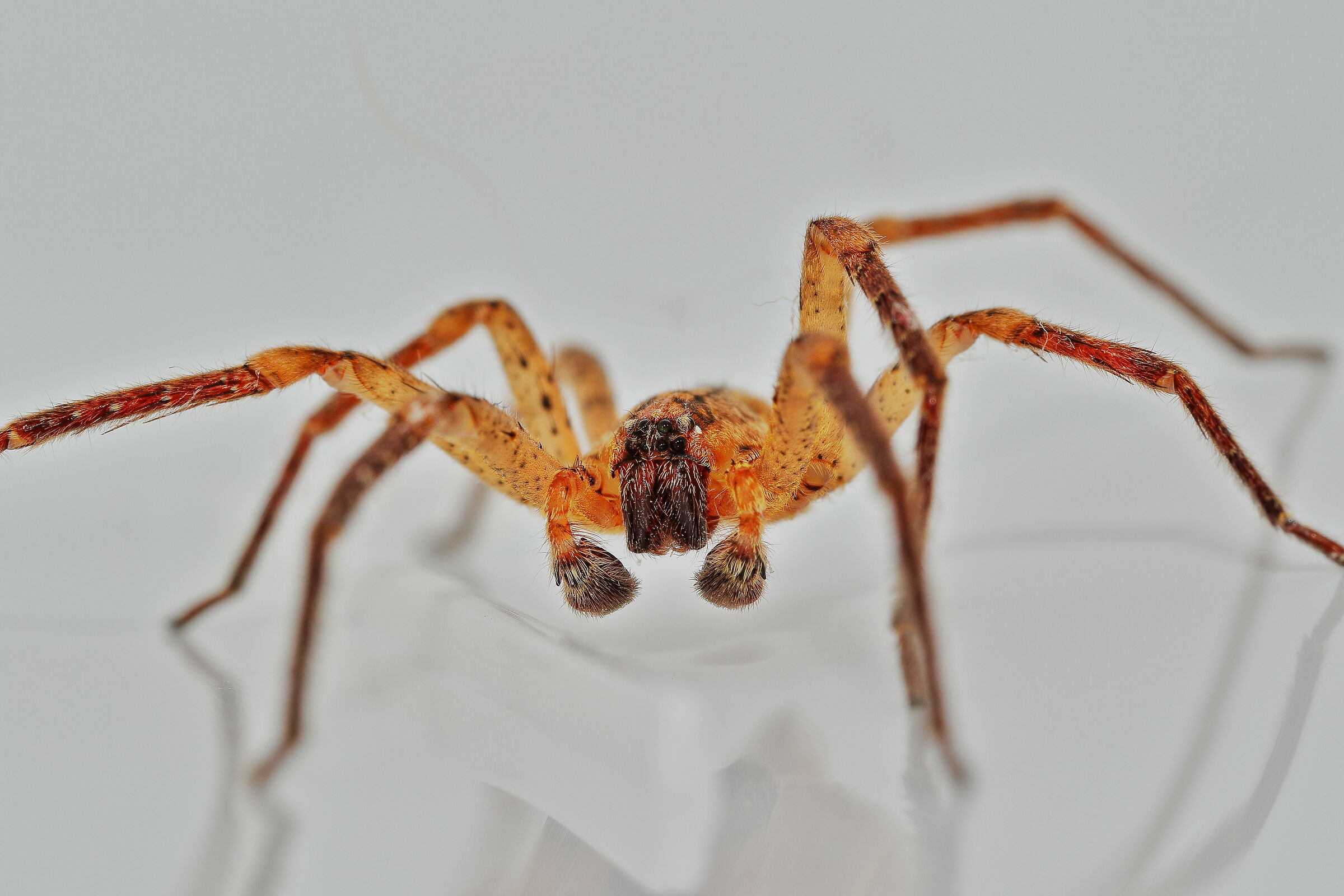 Un ragno con gli "attributi" ben sviluppati