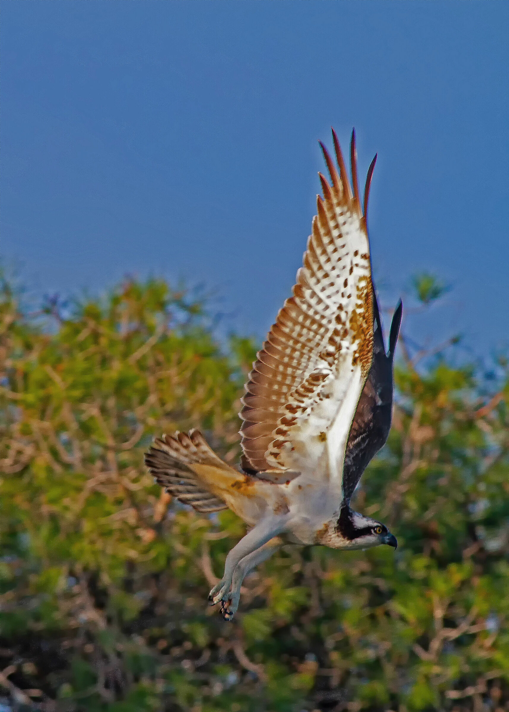 falco pescatore immaturo