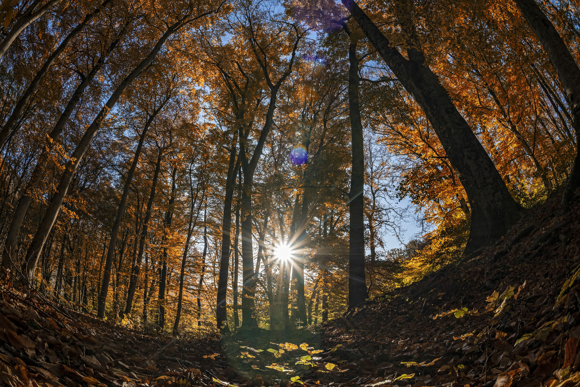 Faggeta Monte Fogliano