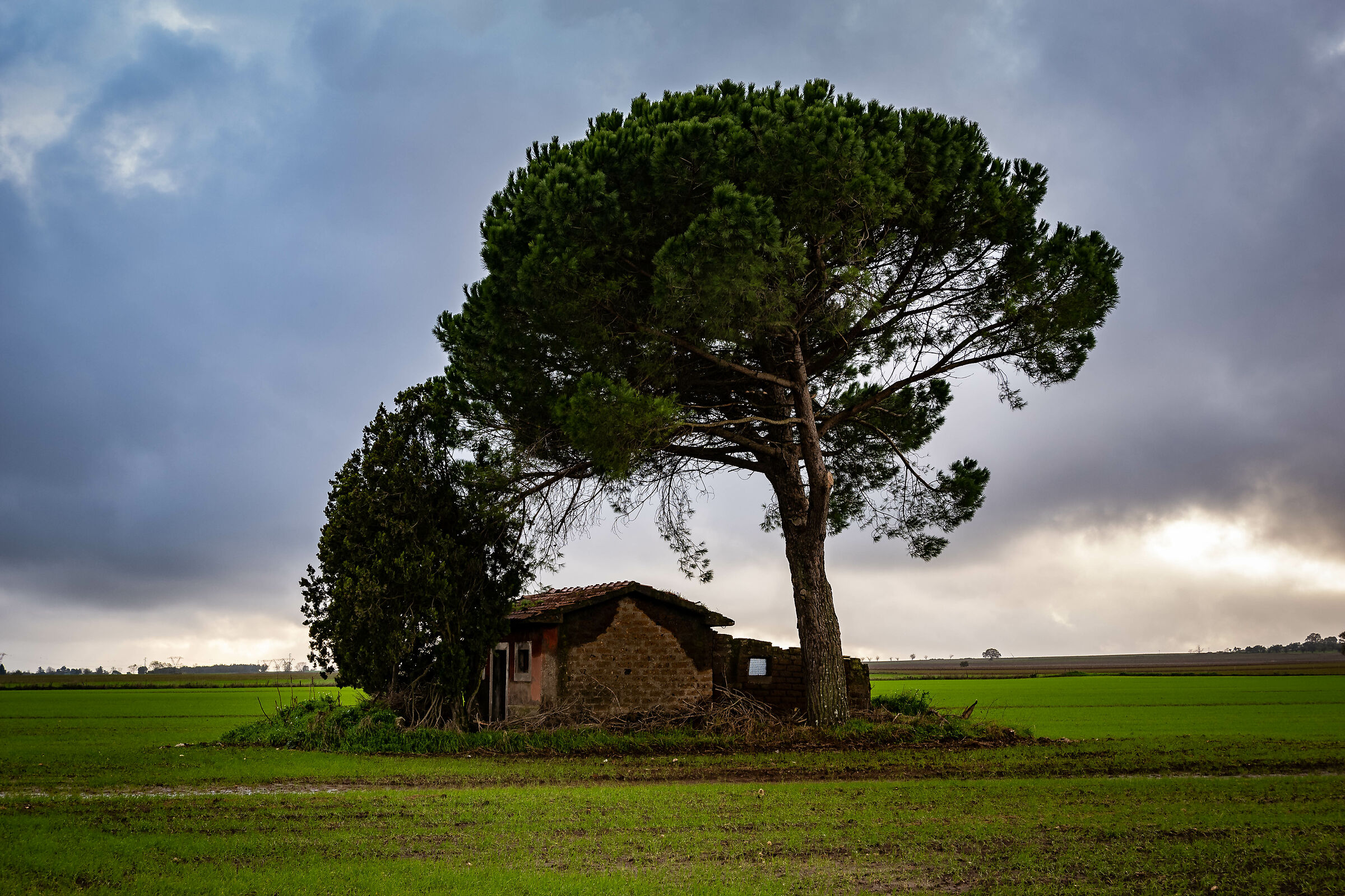 The tree in the house