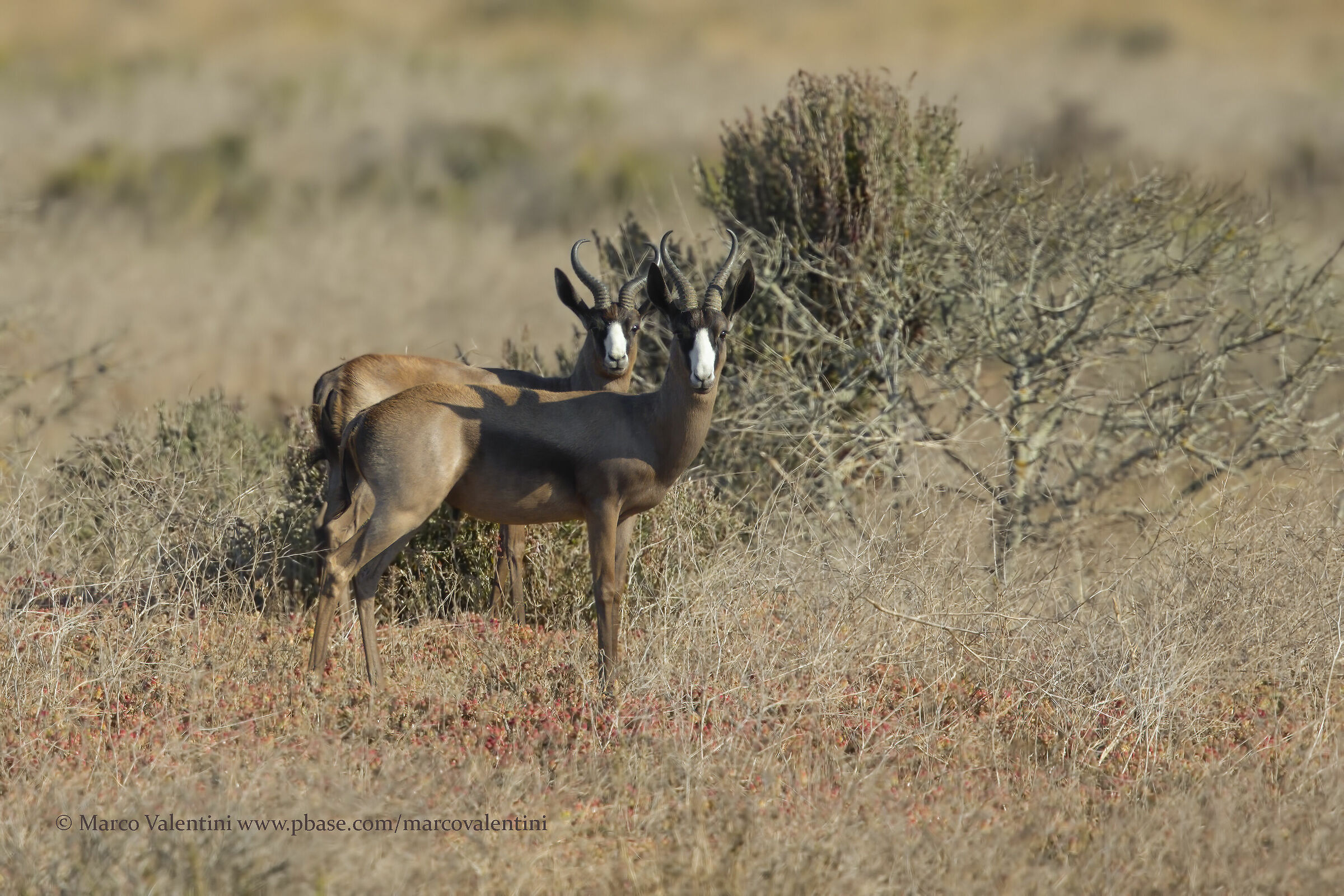 Black Springbok