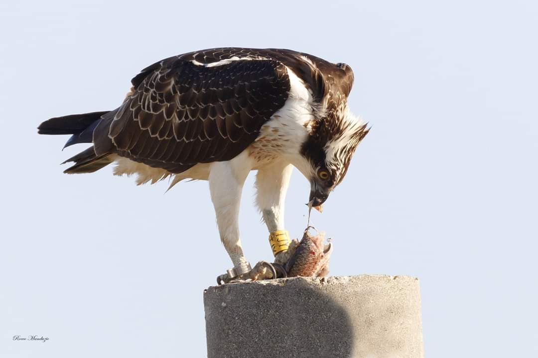 Lo spuntino del falco pescatore