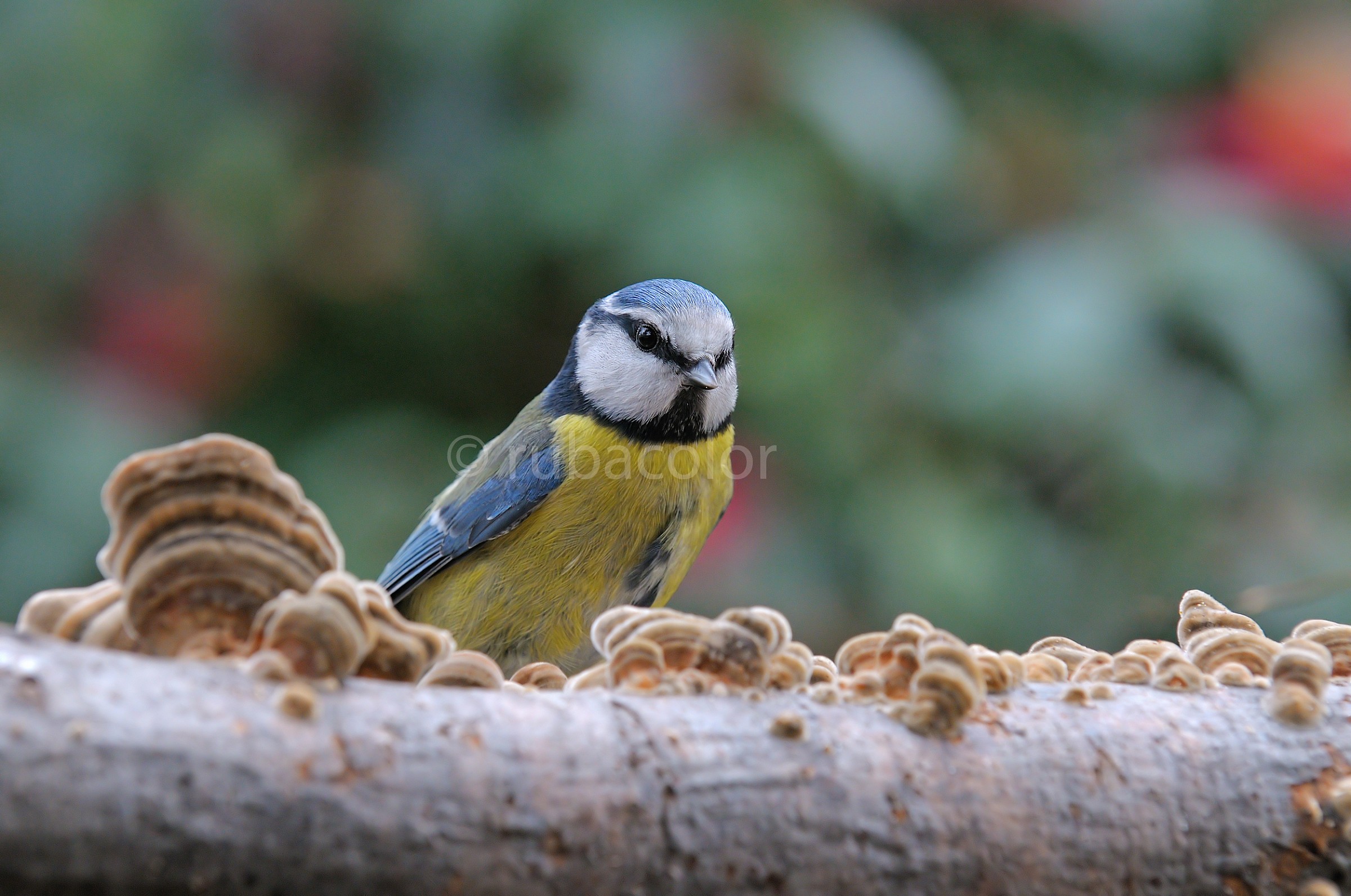 Tra le quinte del giardino