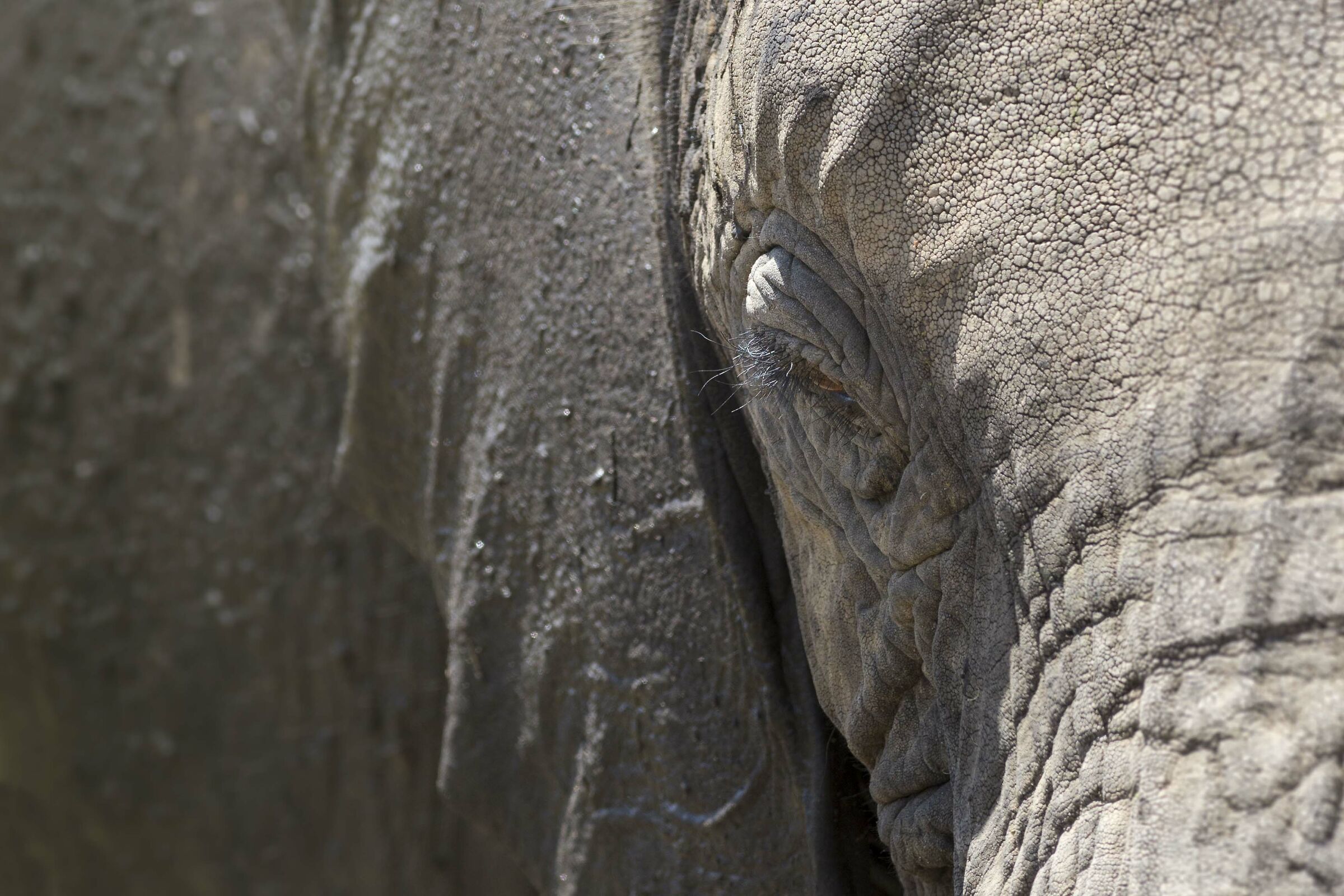 close up  di elefante