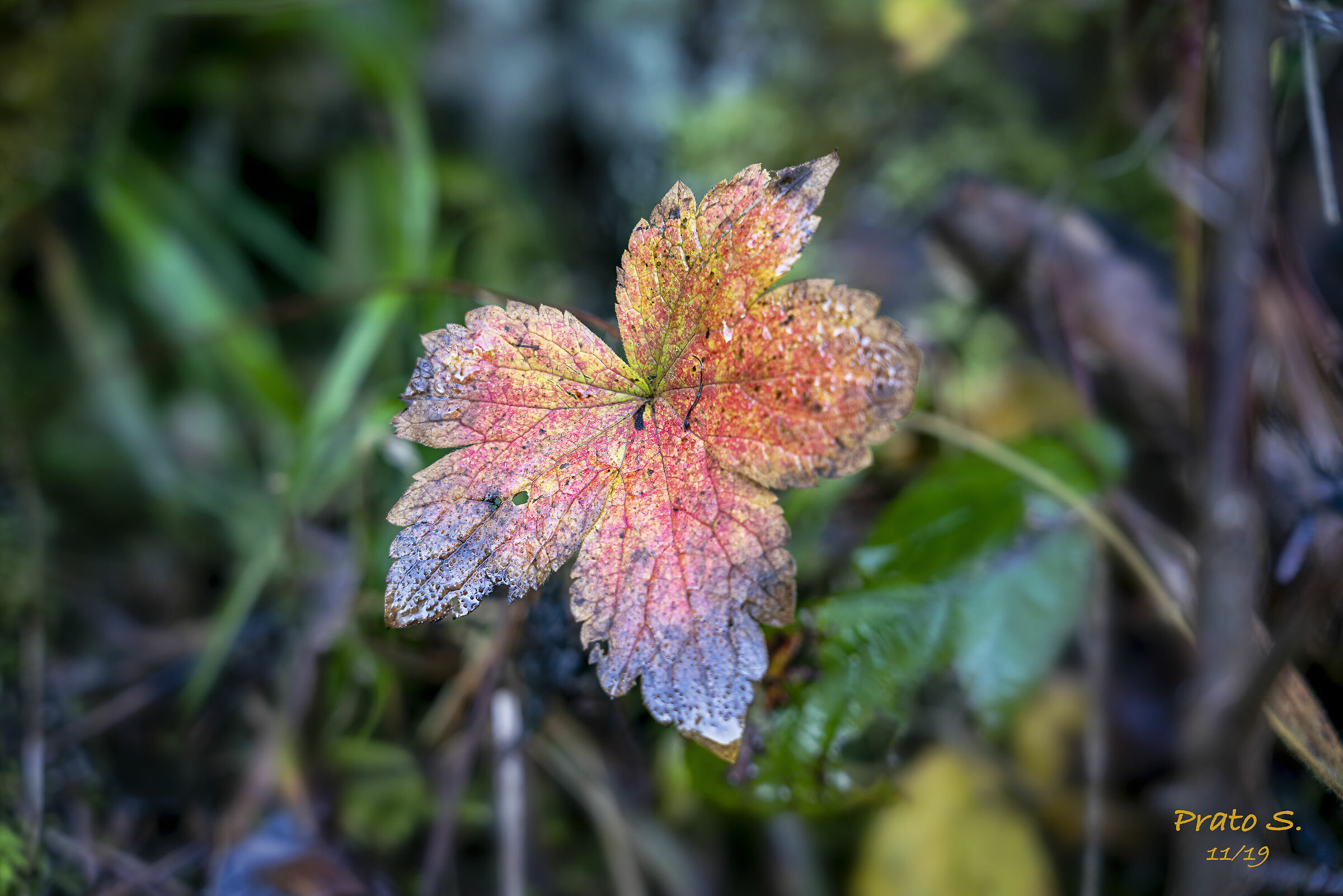 Autumn Leaf