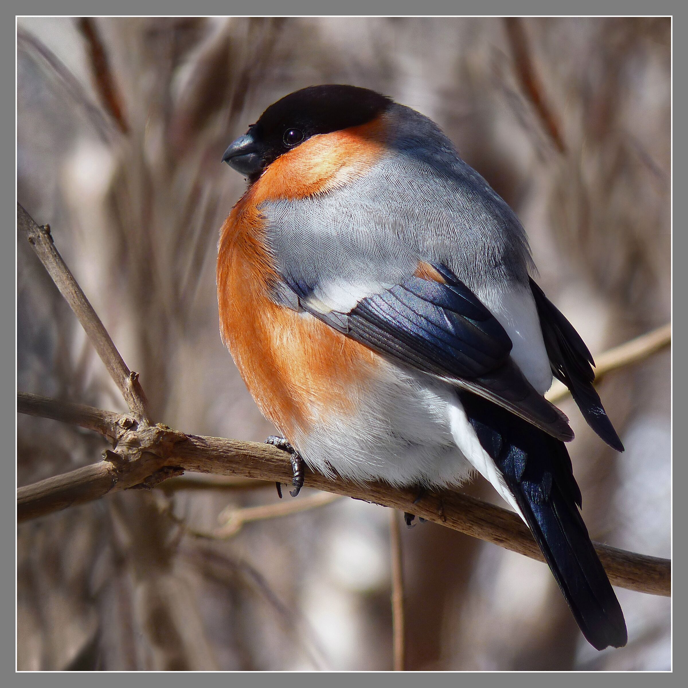 Bullfinch 3