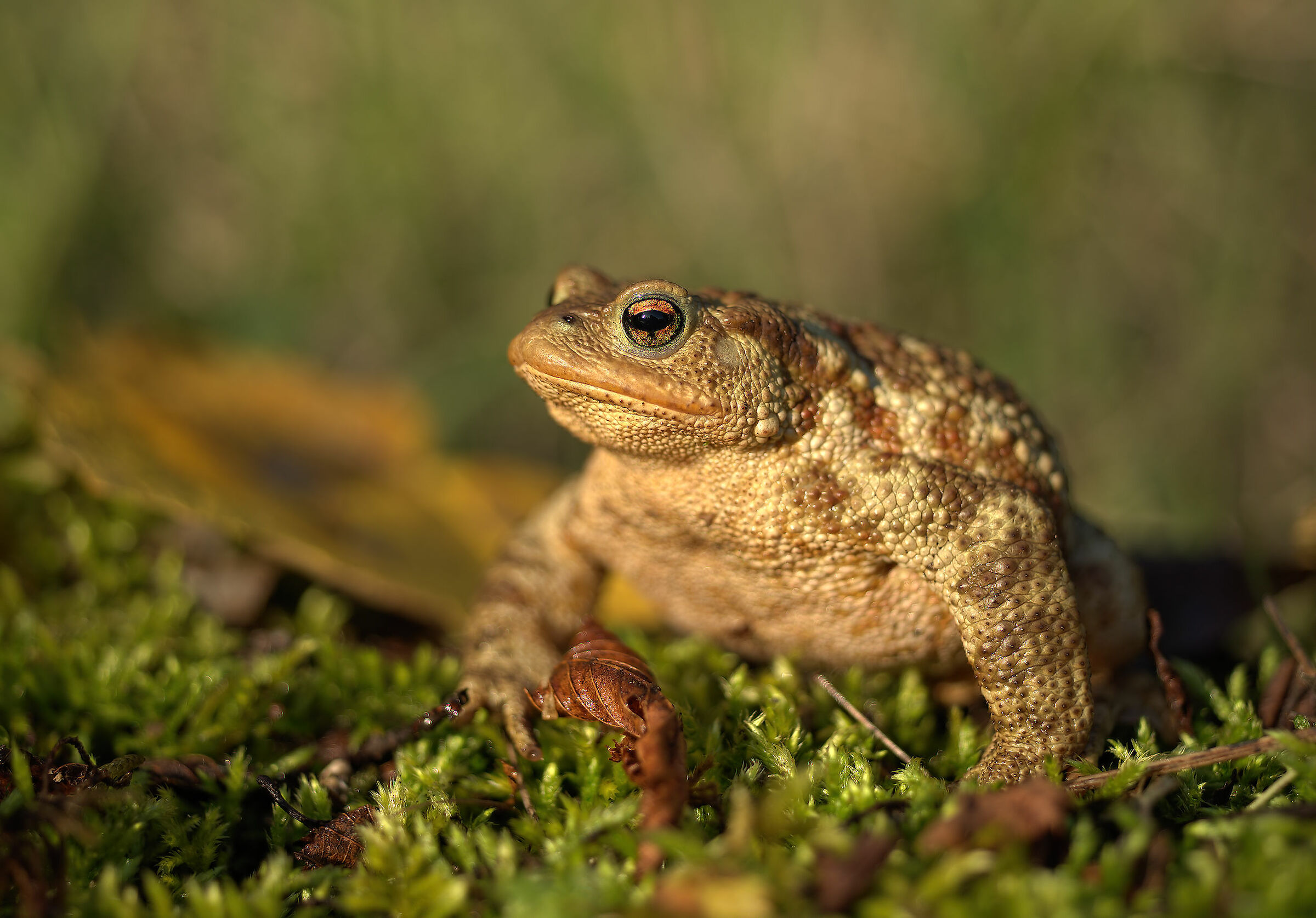 Common Male Toad