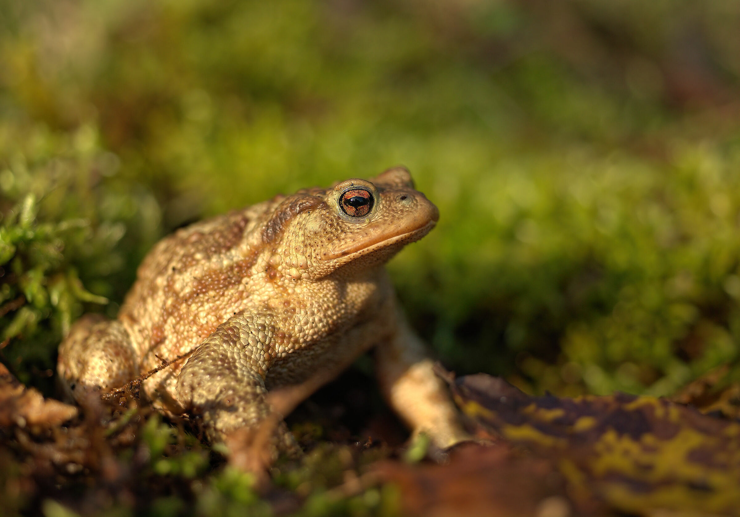 Common Male Toad